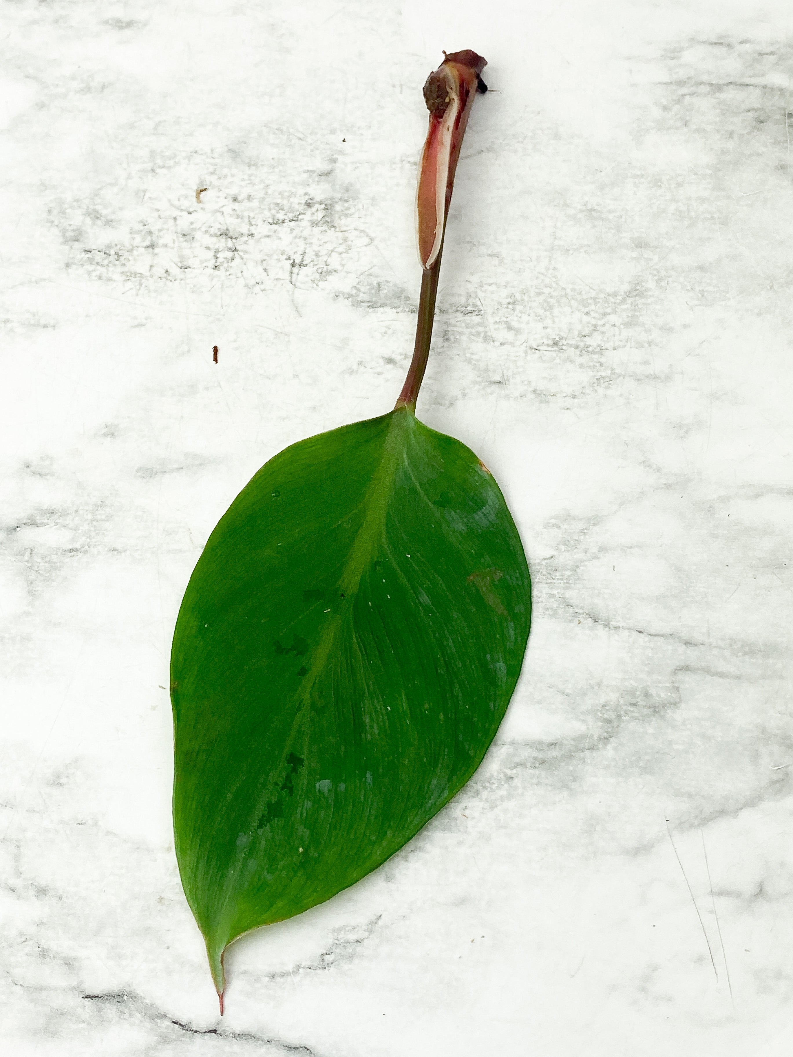 Philodendron White Knight Tricolor unrooted
