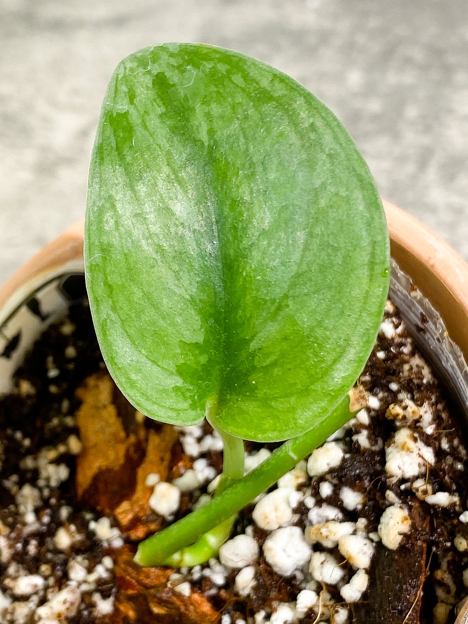 Grower Choice: Scindapsus Silver Cloud 1 leaf rooted