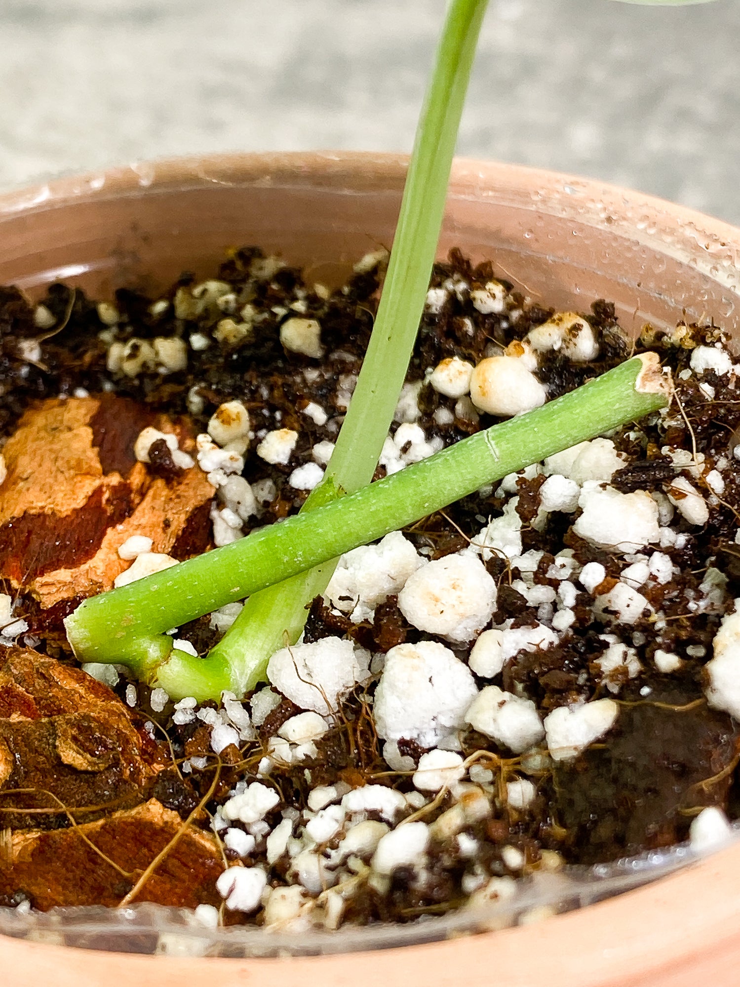 Grower Choice: Scindapsus Silver Cloud 1 leaf rooted