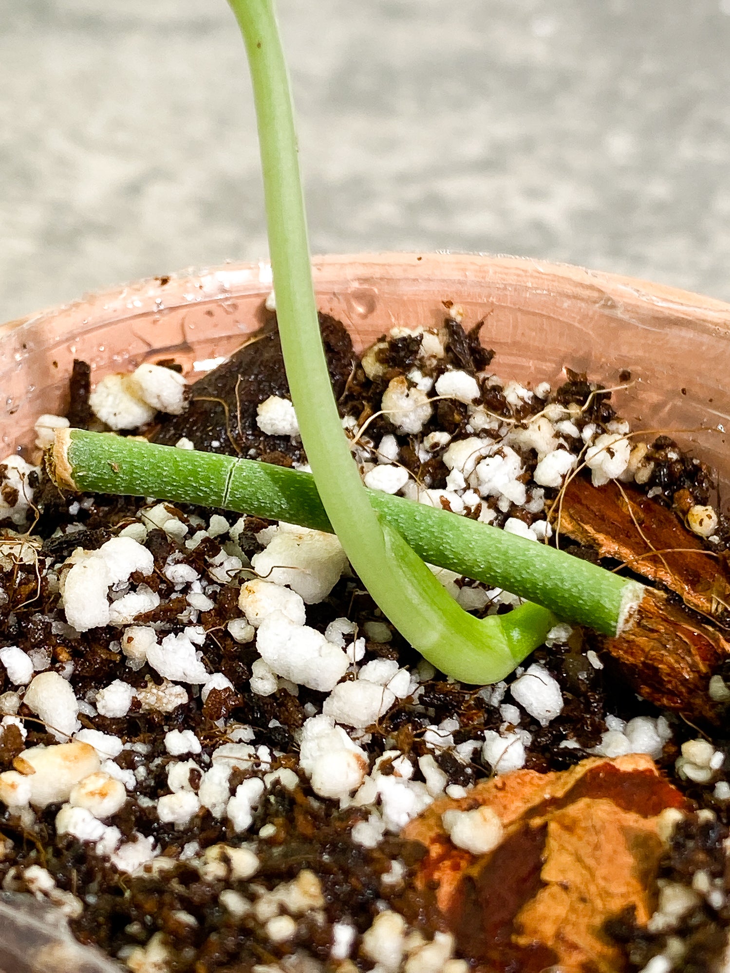 Grower Choice: Scindapsus Silver Cloud 1 leaf rooted