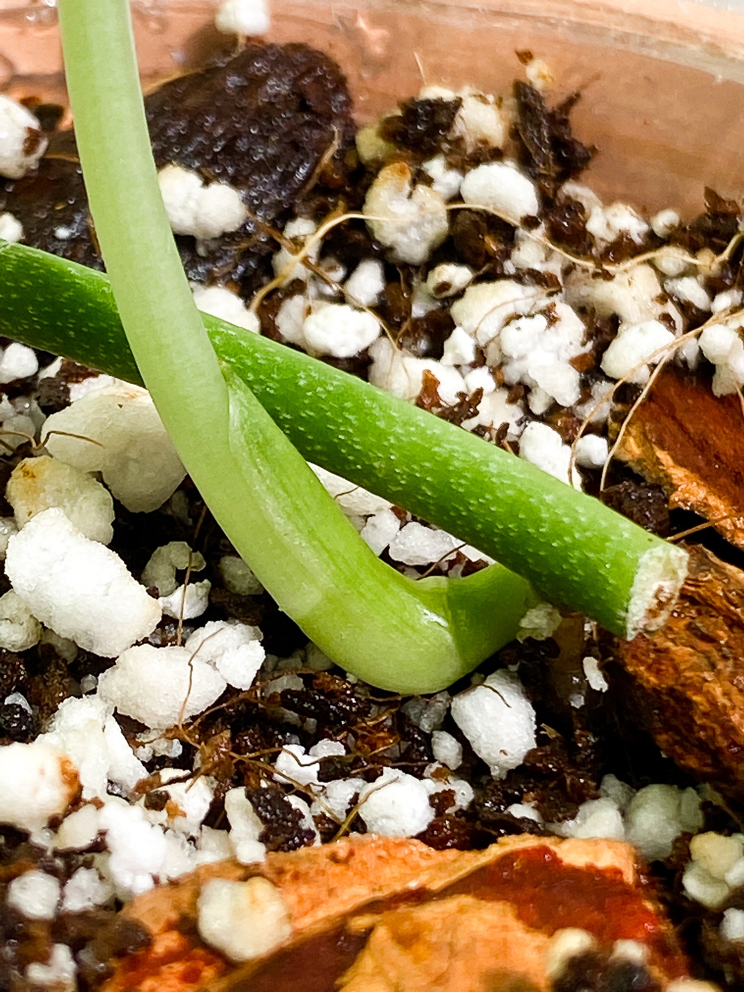 Grower Choice: Scindapsus Silver Cloud 1 leaf rooted