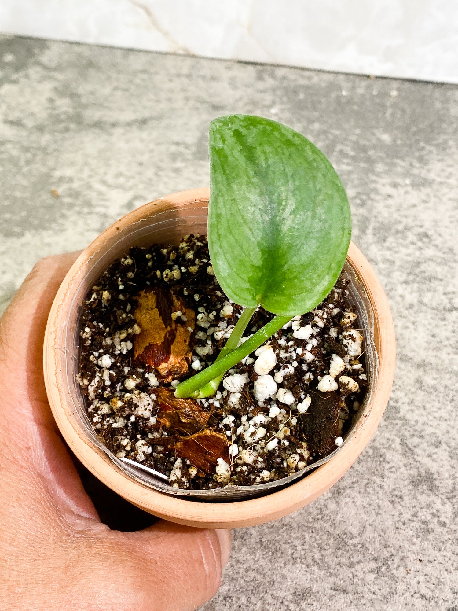 Grower Choice: Scindapsus Silver Cloud 1 leaf rooted