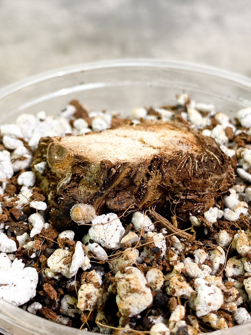 Anthurium pendulifolium rooting chonk