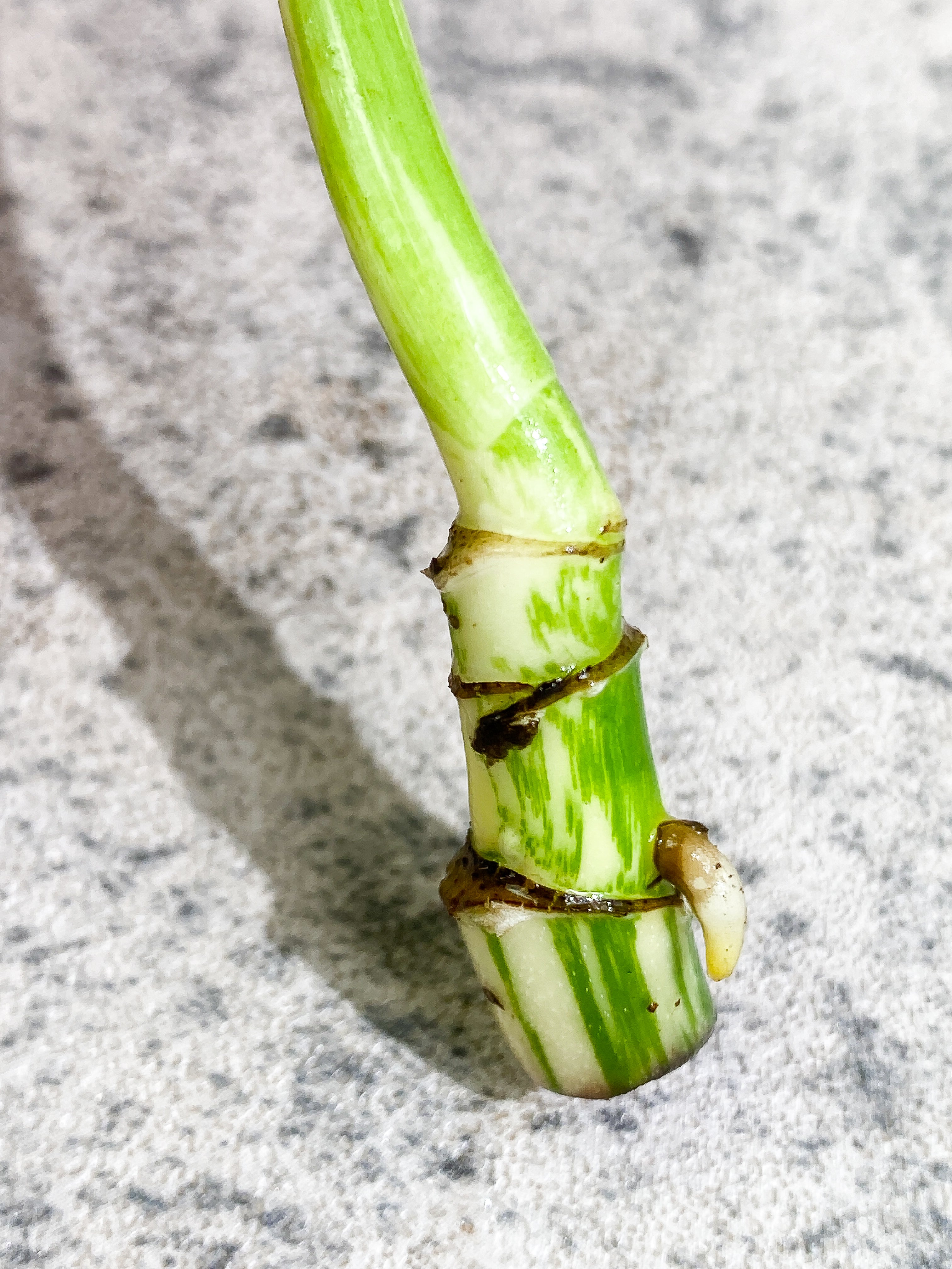 Monstera albo variegata Rooting1 leaf 3 additional nodes Highly Variegated Top Cutting