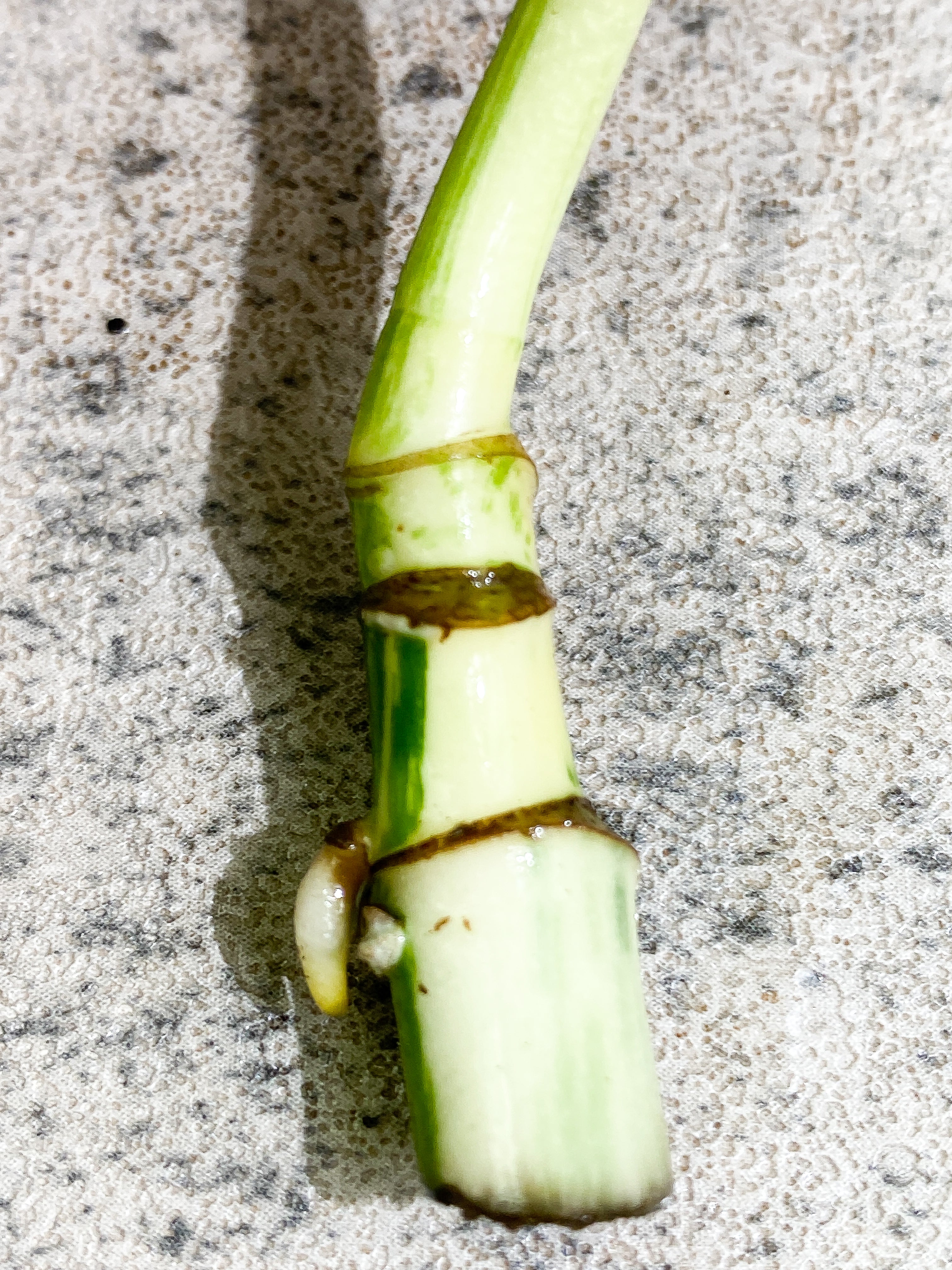 Monstera albo variegata Rooting1 leaf 3 additional nodes Highly Variegated Top Cutting