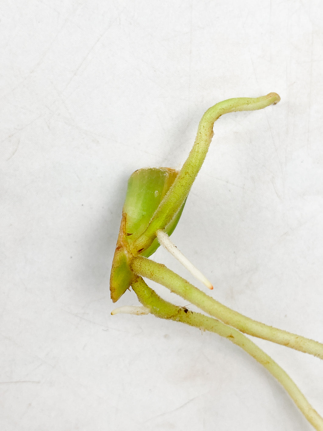 Philodendron Burle Marx Mint rooting node