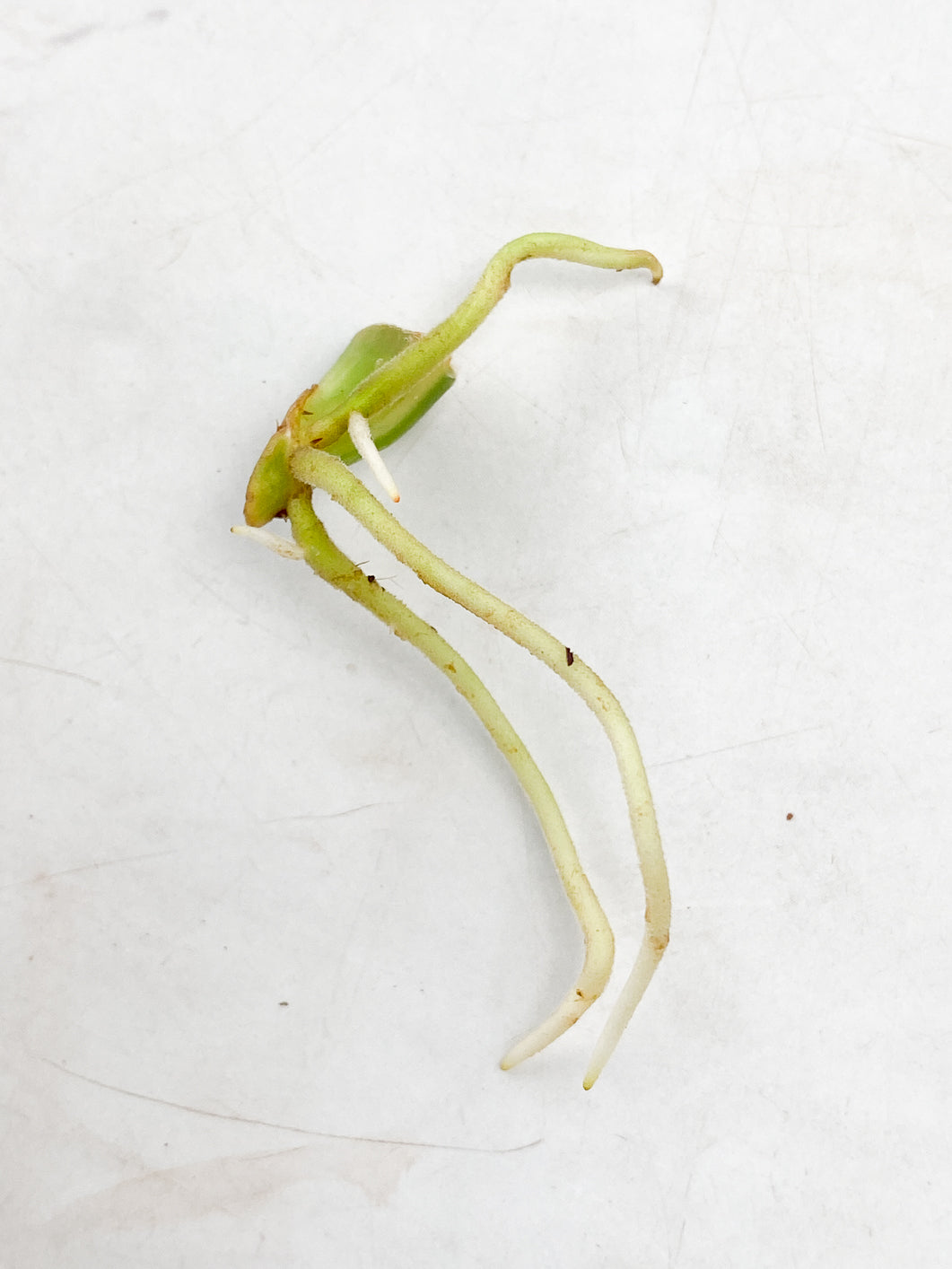 Philodendron Burle Marx Mint rooting node