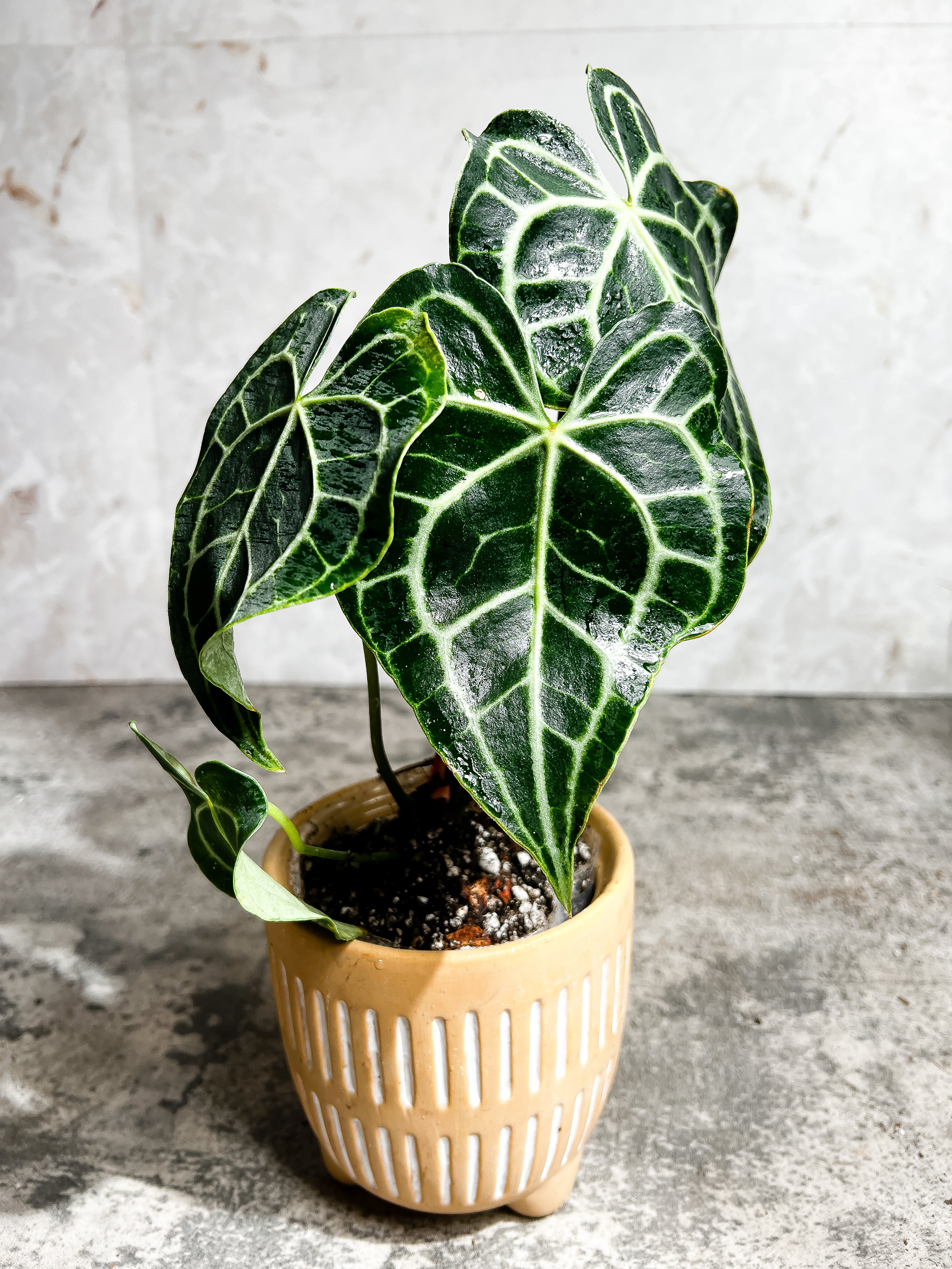 Anthurium King Clarinervium Slightly Rooted node