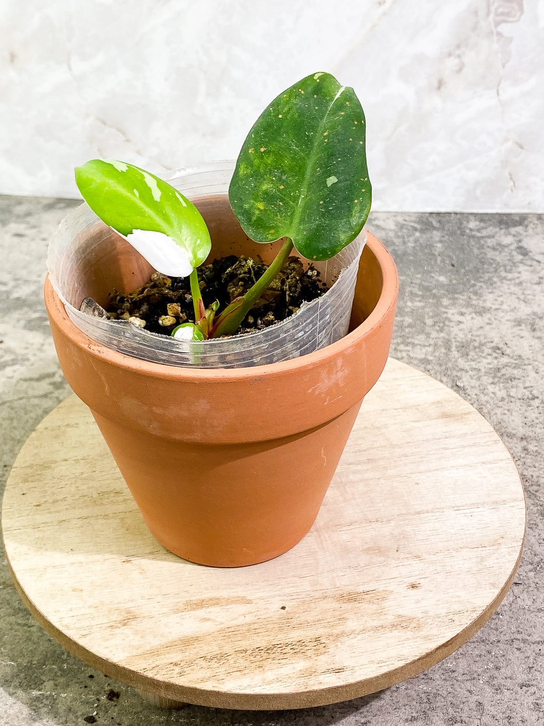 Philodendron White Princess Rooted