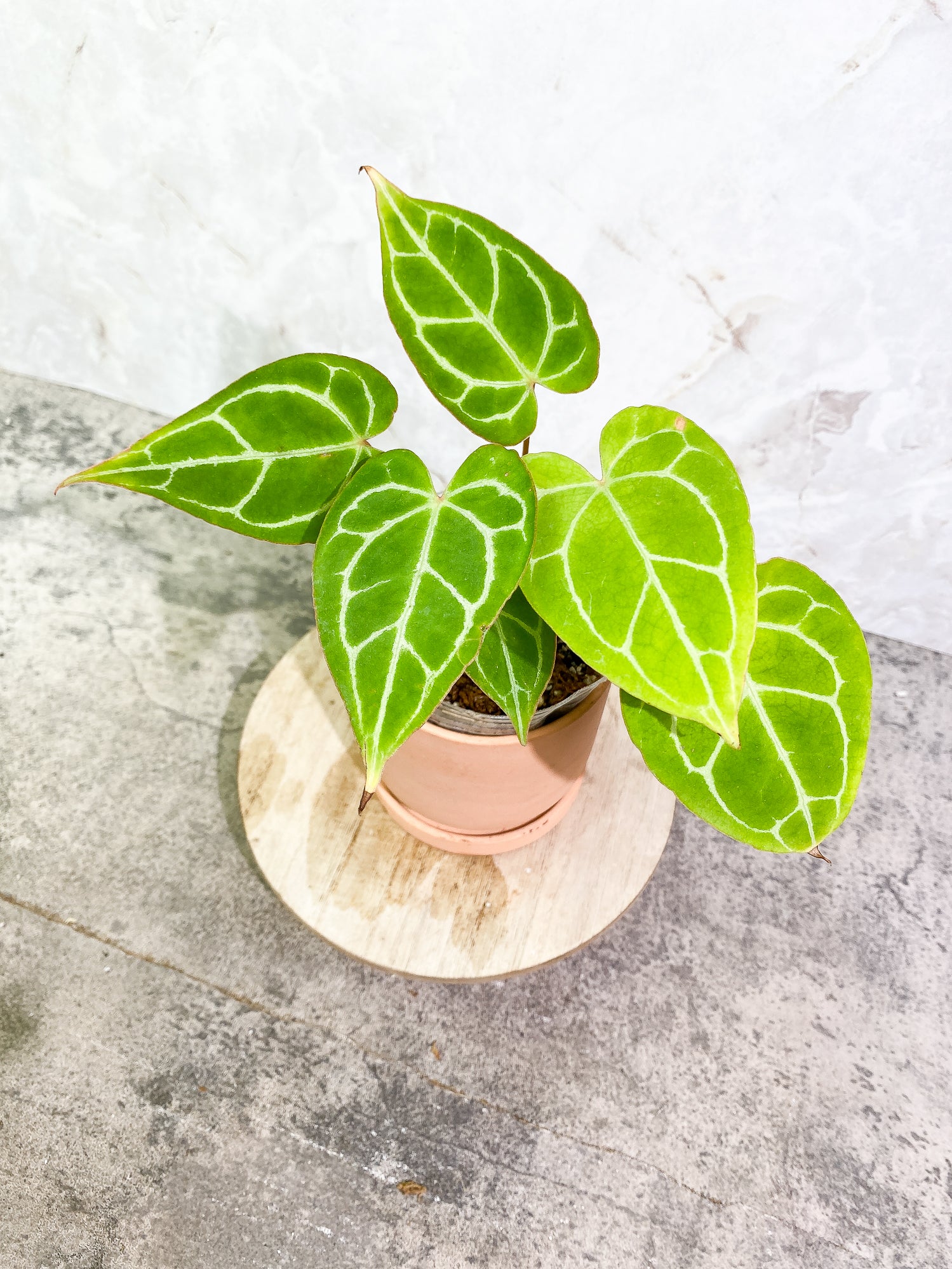 Anthurium Crystallinum 6 leaves fully rooted