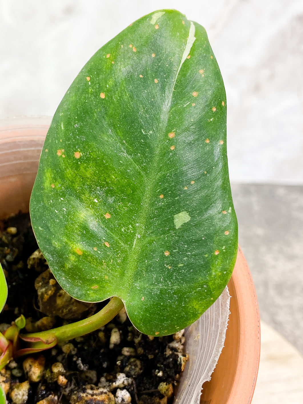 Philodendron White Princess Rooted
