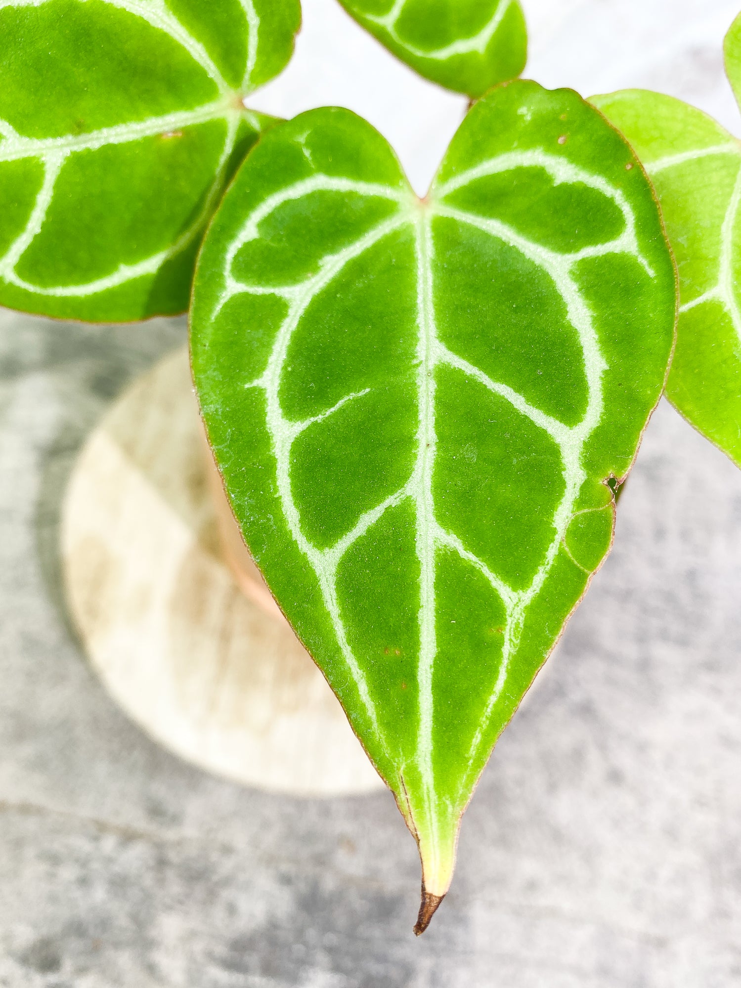 Anthurium Crystallinum 6 leaves fully rooted
