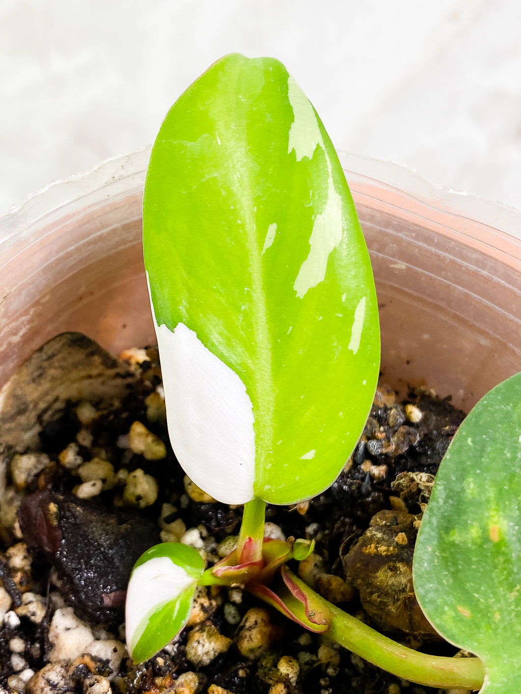 Philodendron White Princess Rooted