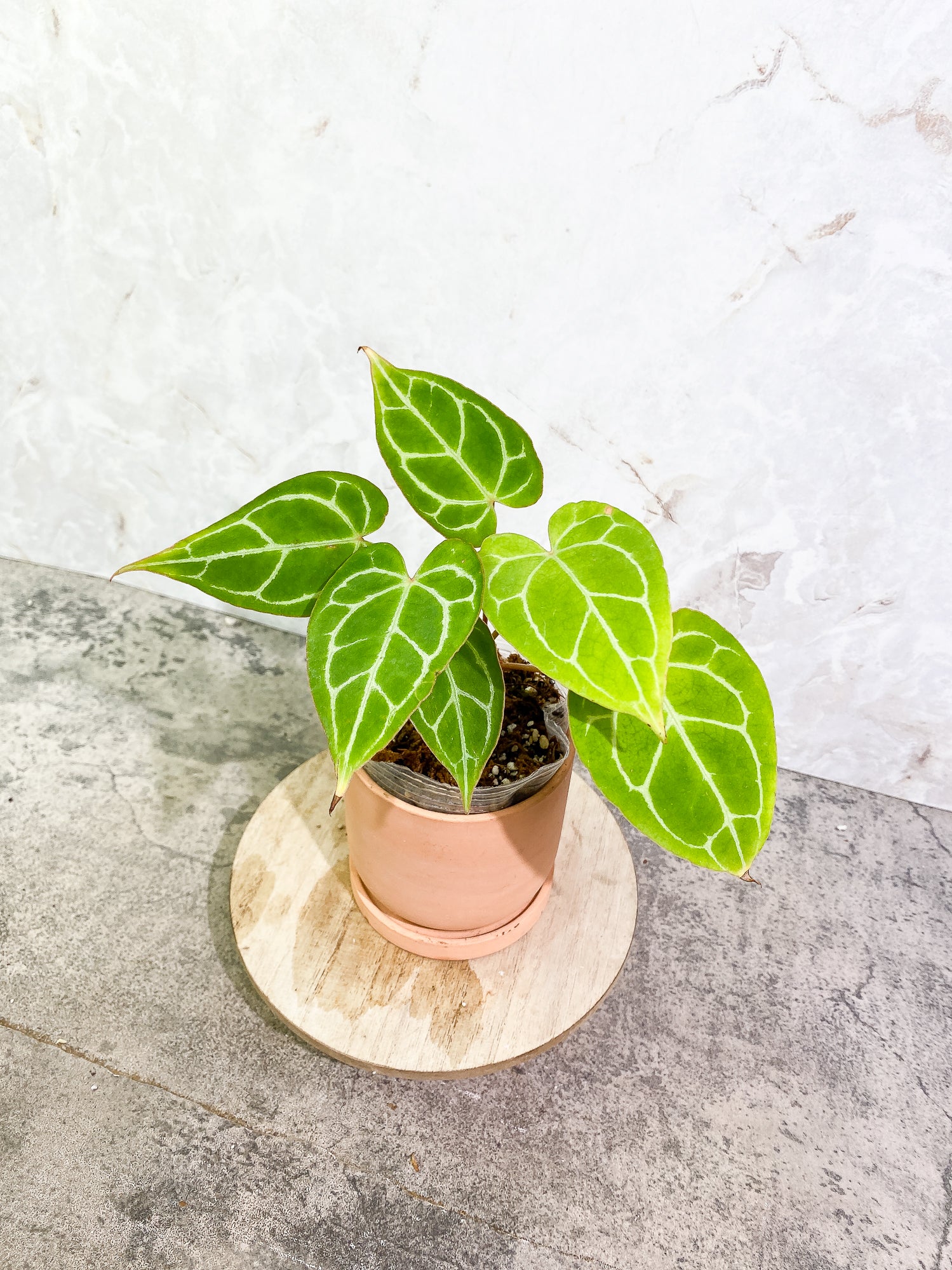 Anthurium Crystallinum 6 leaves fully rooted