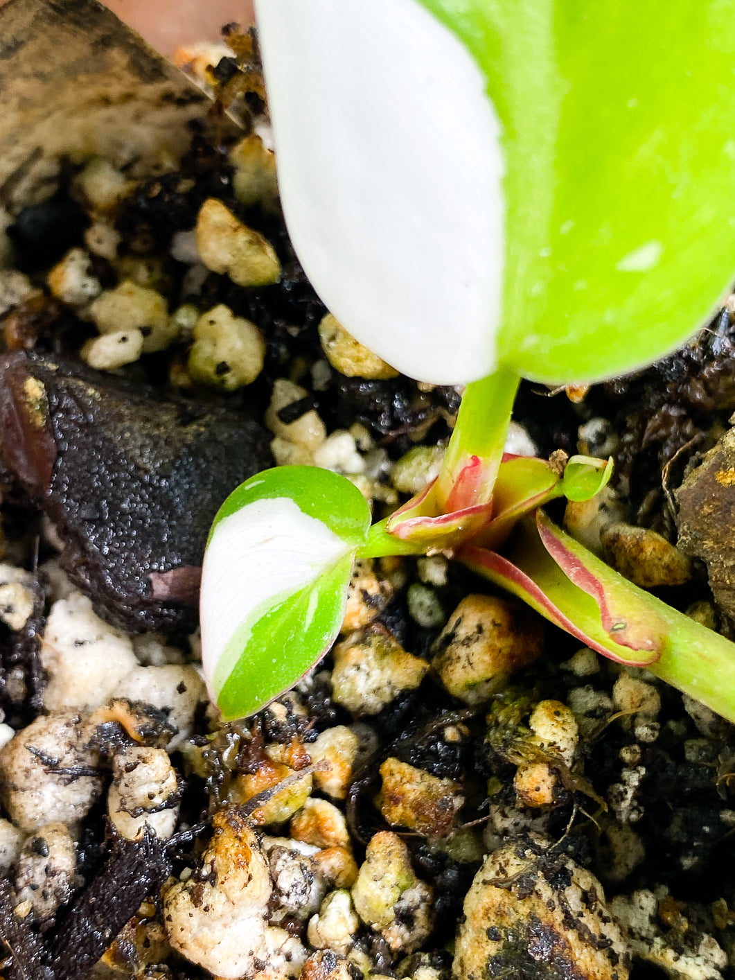 Philodendron White Princess Rooted