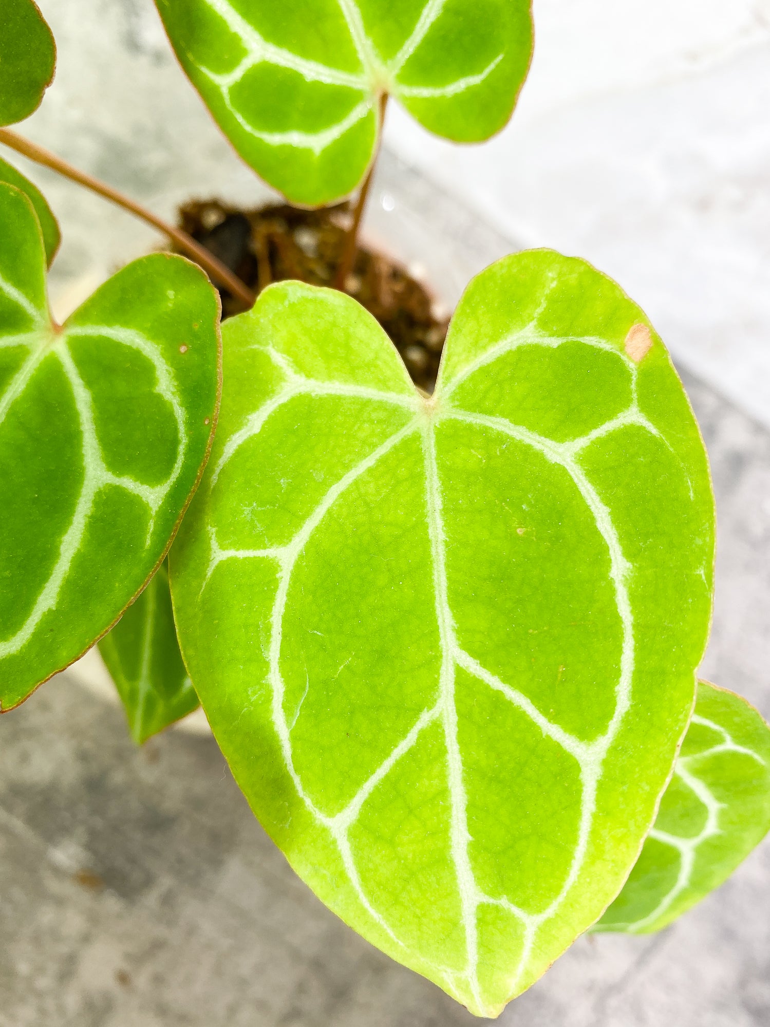 Anthurium Crystallinum 6 leaves fully rooted