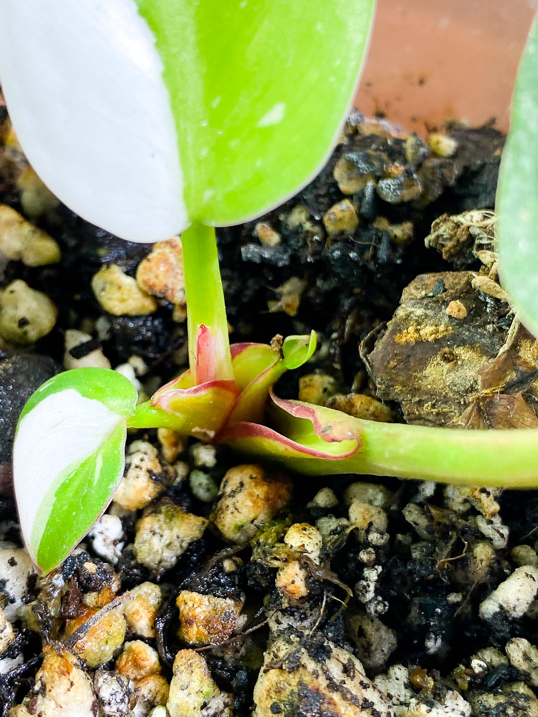 Philodendron White Princess Rooted