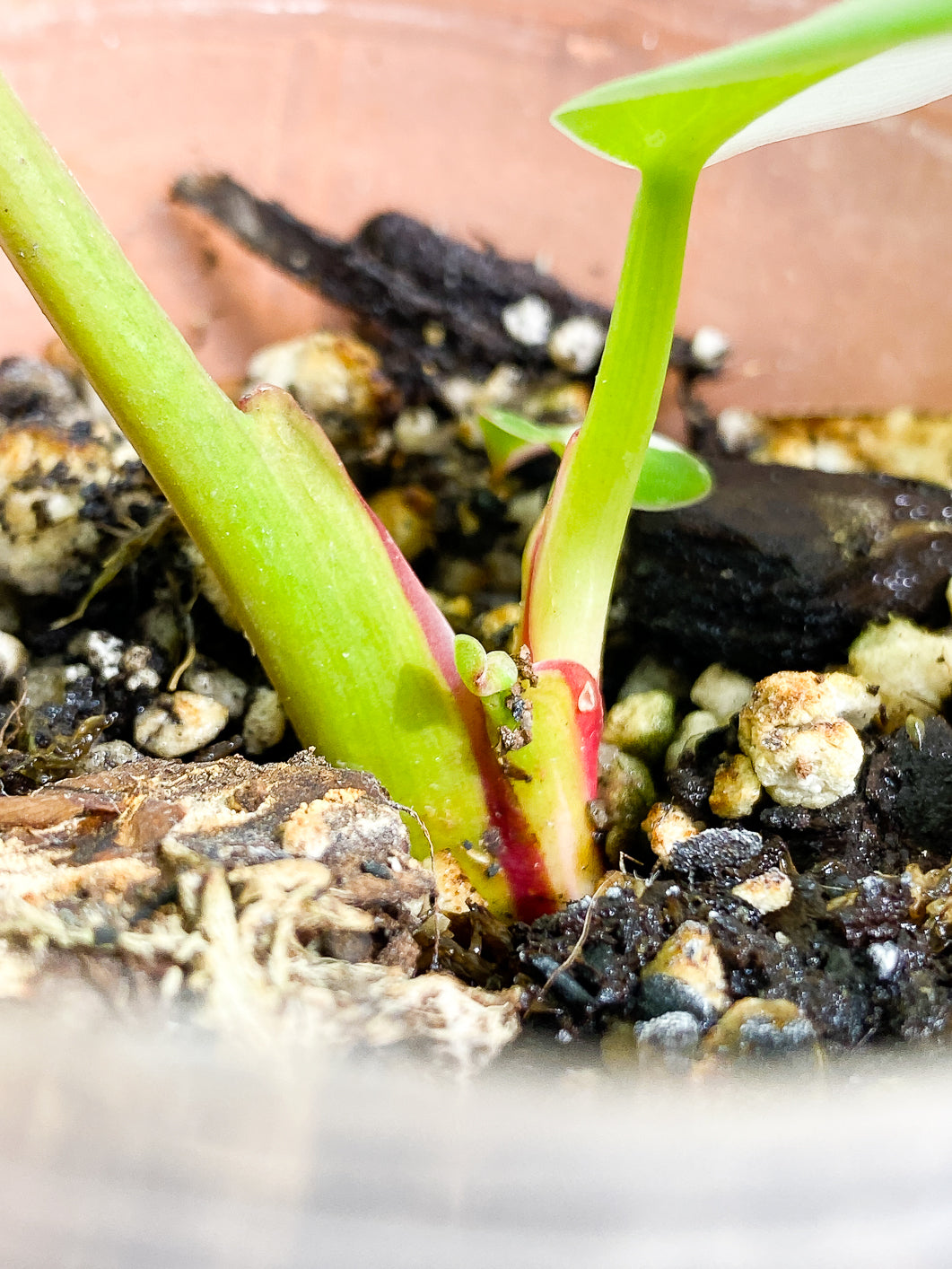 Philodendron White Princess Rooted
