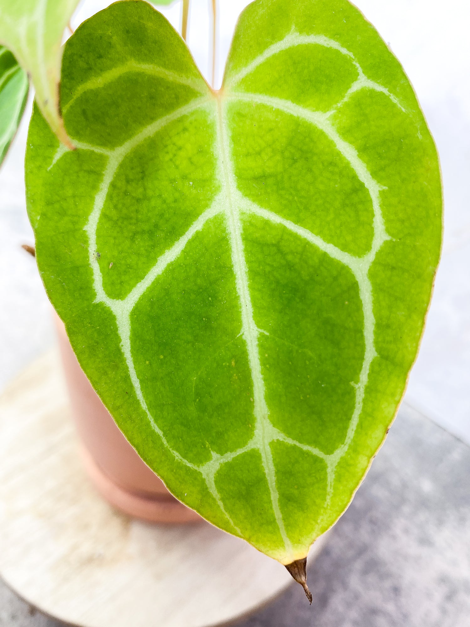 Anthurium Crystallinum 6 leaves fully rooted