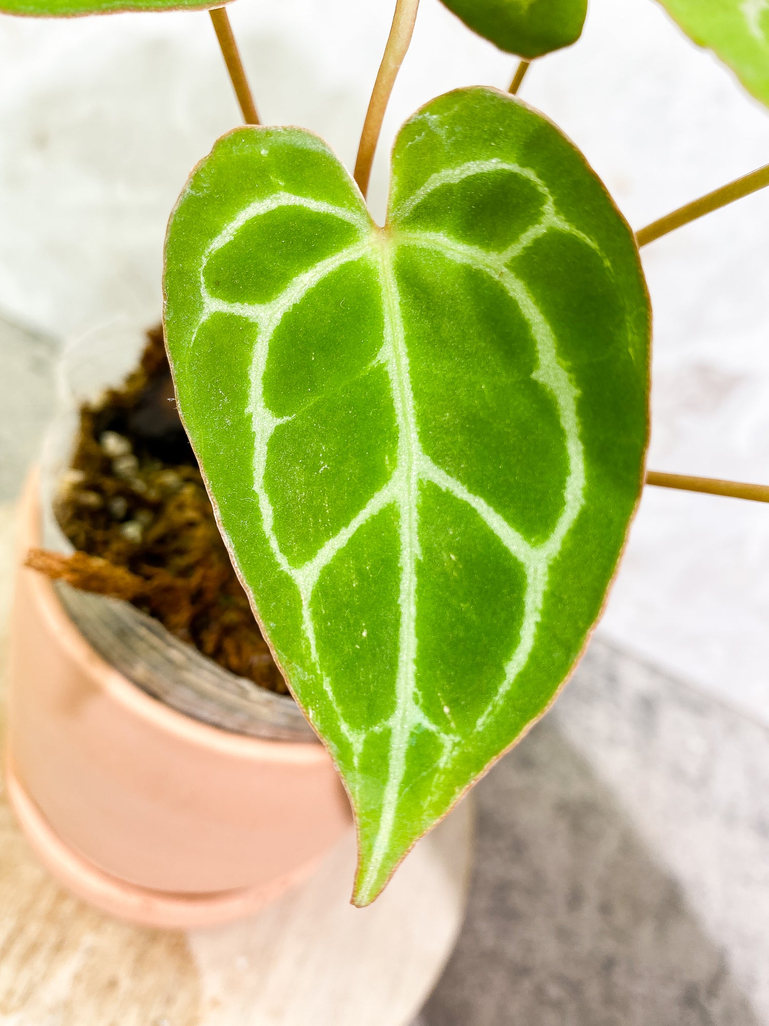 Anthurium Crystallinum 6 leaves fully rooted