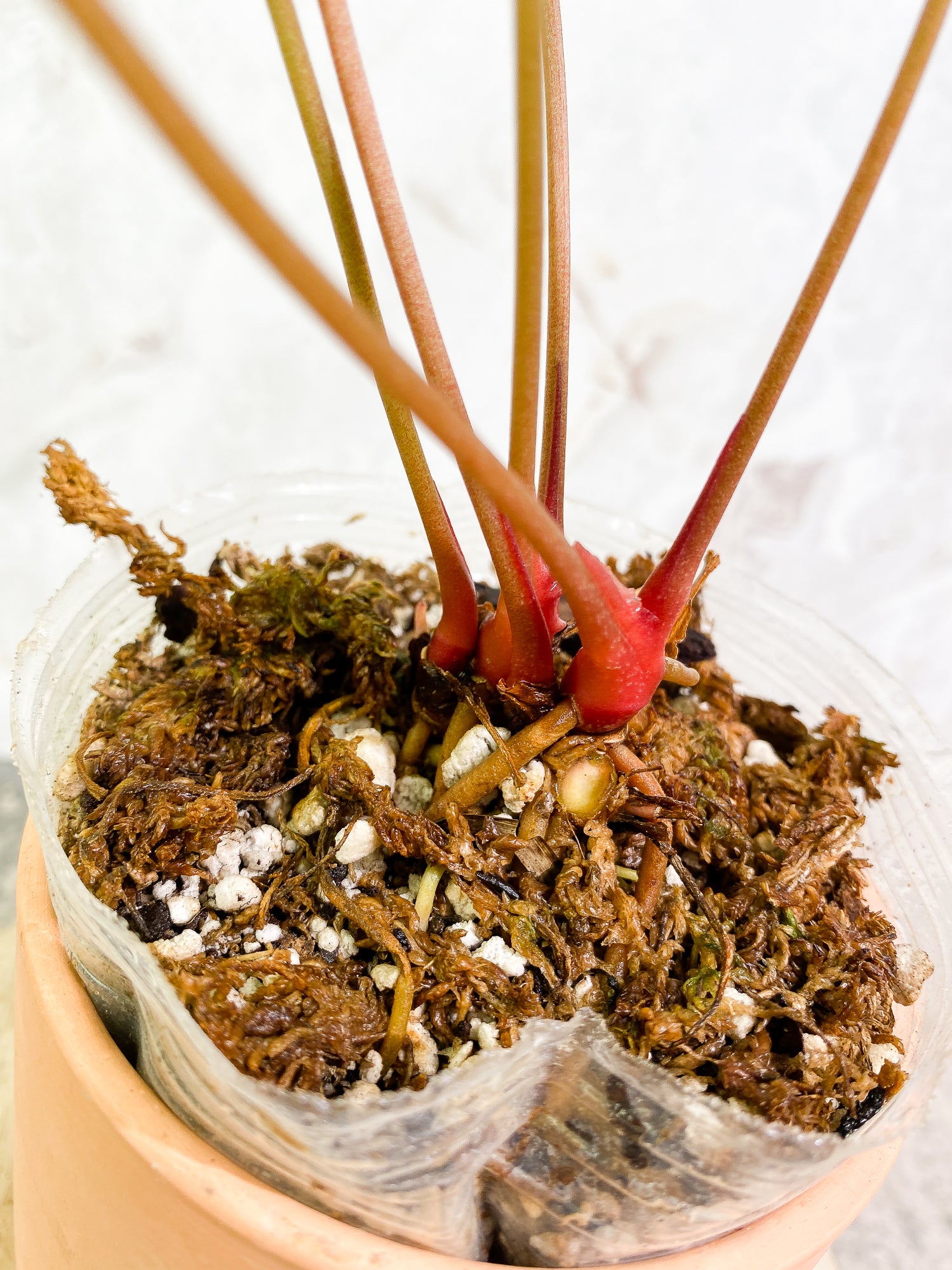 Anthurium Crystallinum 6 leaves fully rooted