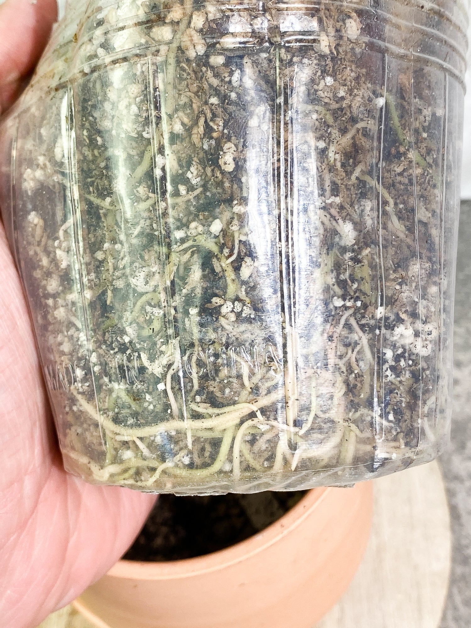 Anthurium Crystallinum 6 leaves fully rooted