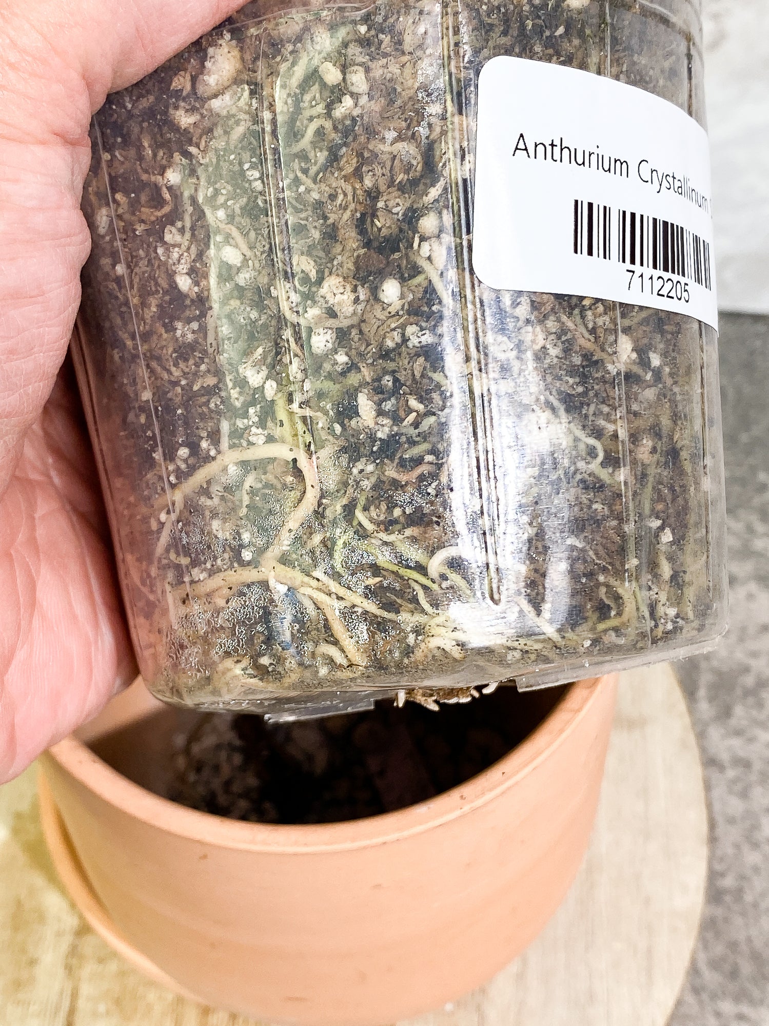 Anthurium Crystallinum 6 leaves fully rooted