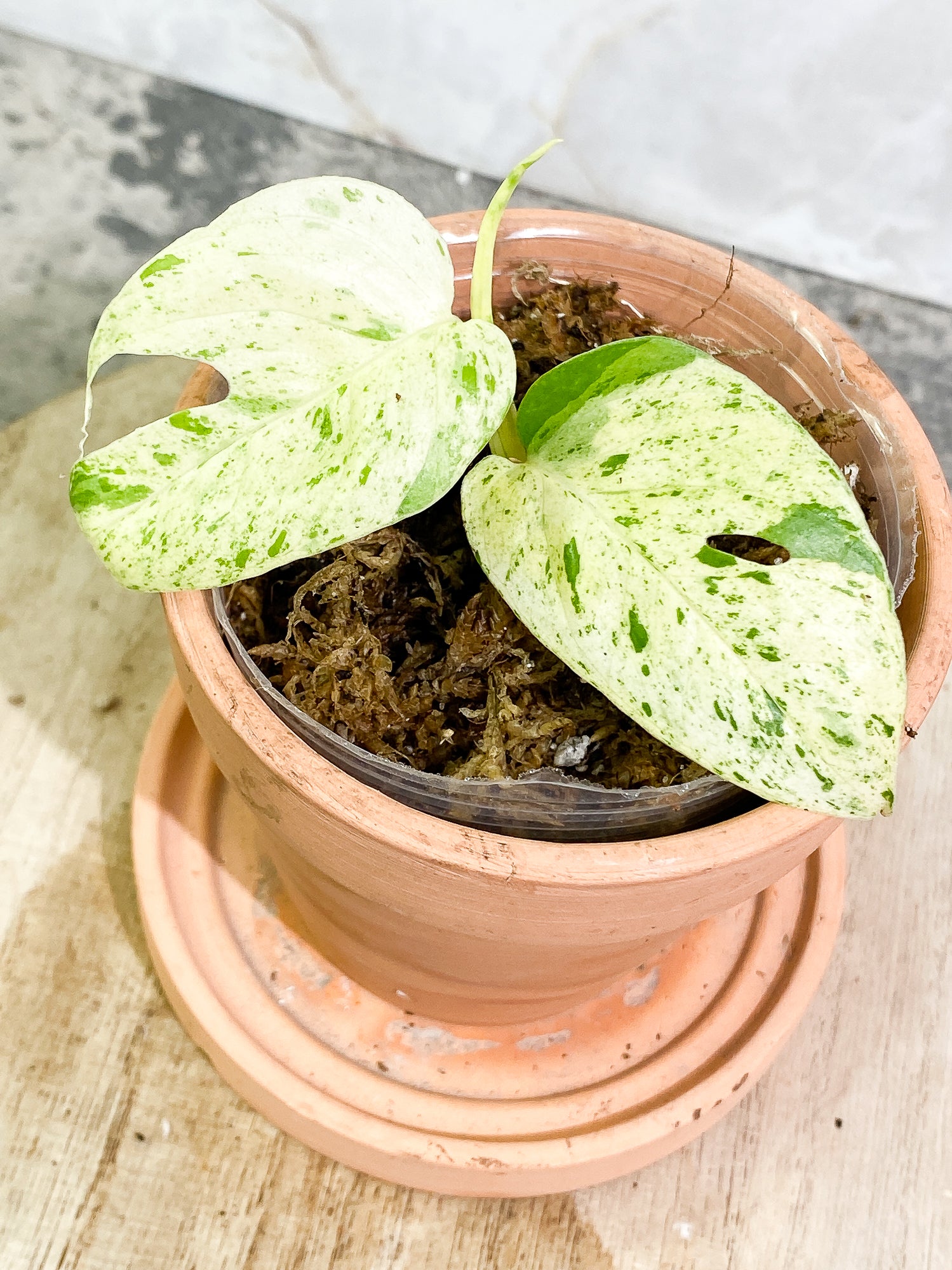 Epipremnum pinnatum marble 2 leaves 1 sprout rooting