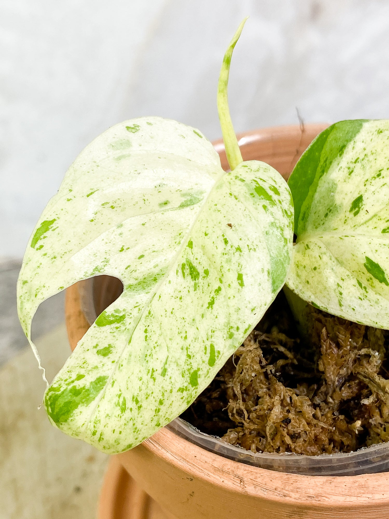 Epipremnum pinnatum marble 2 leaves 1 sprout rooting