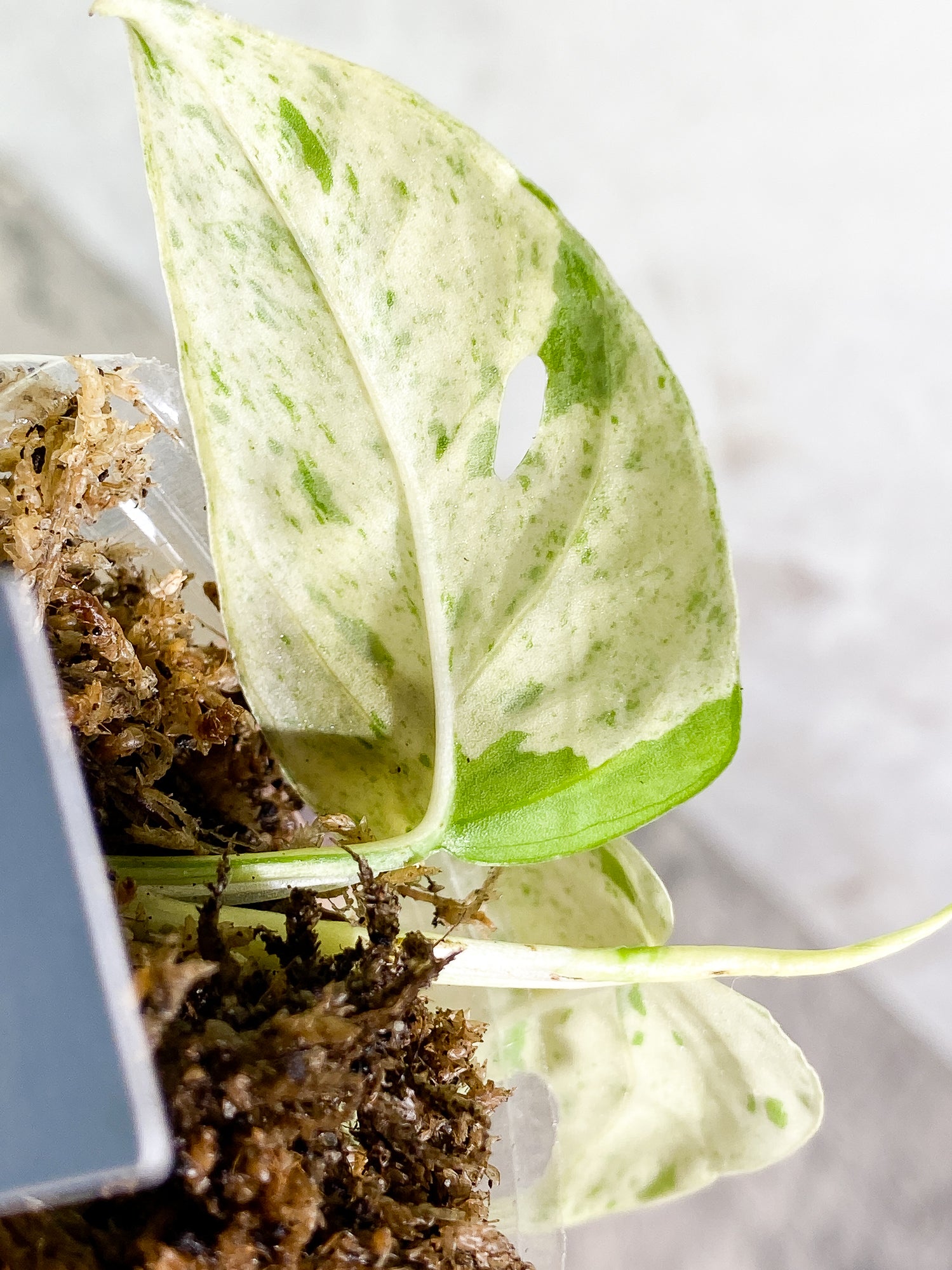 Epipremnum pinnatum marble 2 leaves 1 sprout rooting