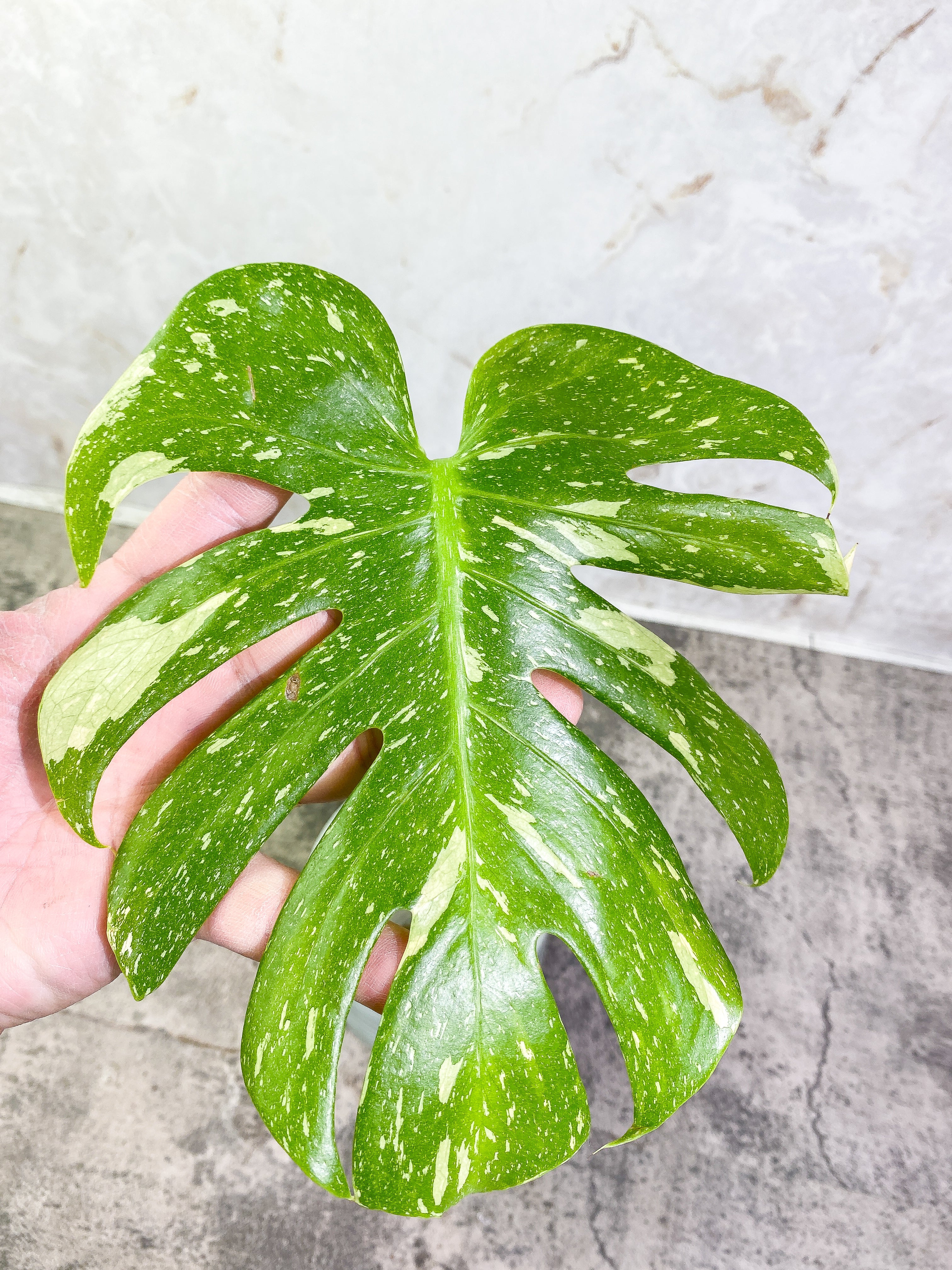 Monstera Thai Constellation 1 leaf with 3 additional nodes rooting