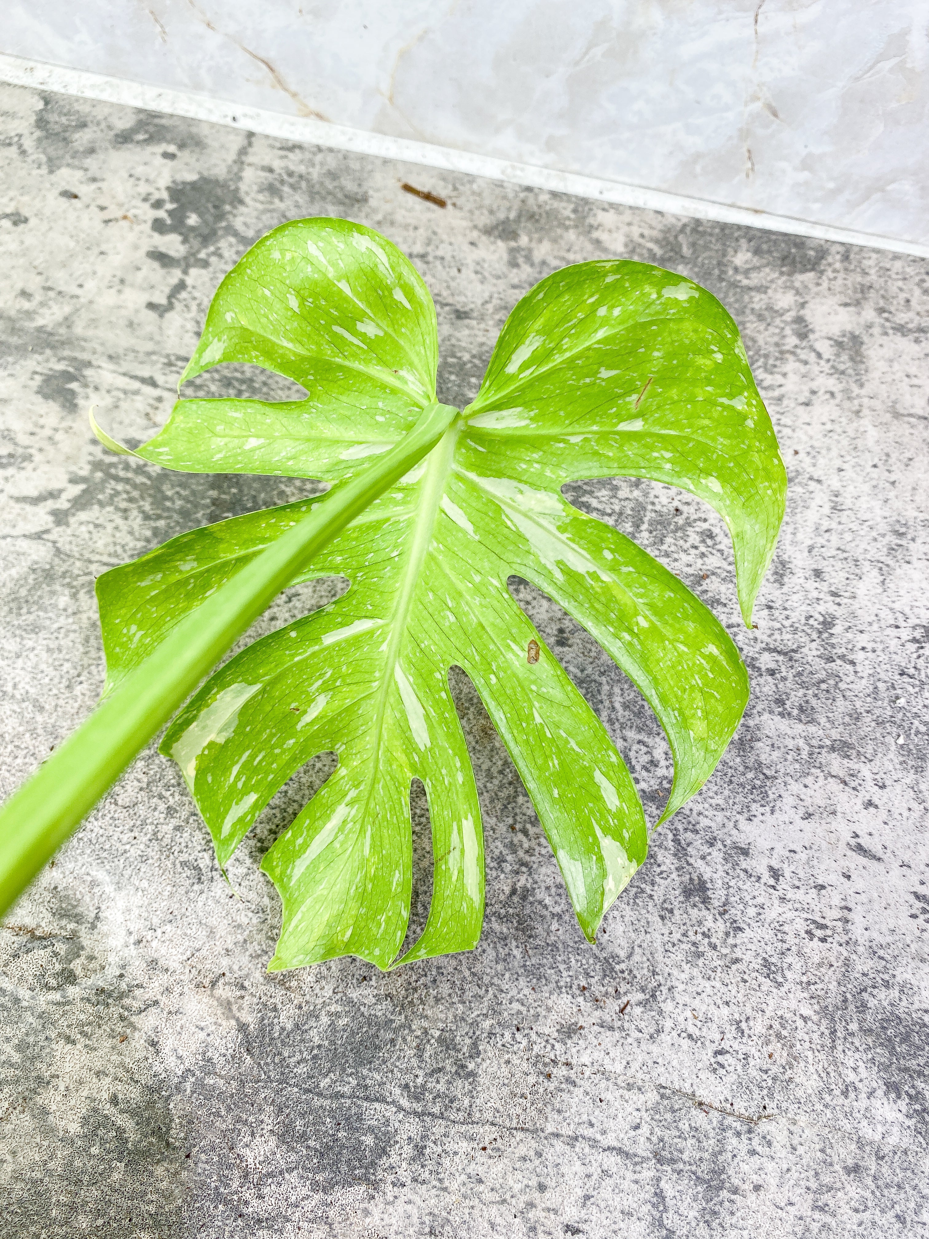 Monstera Thai Constellation 1 leaf with 3 additional nodes rooting