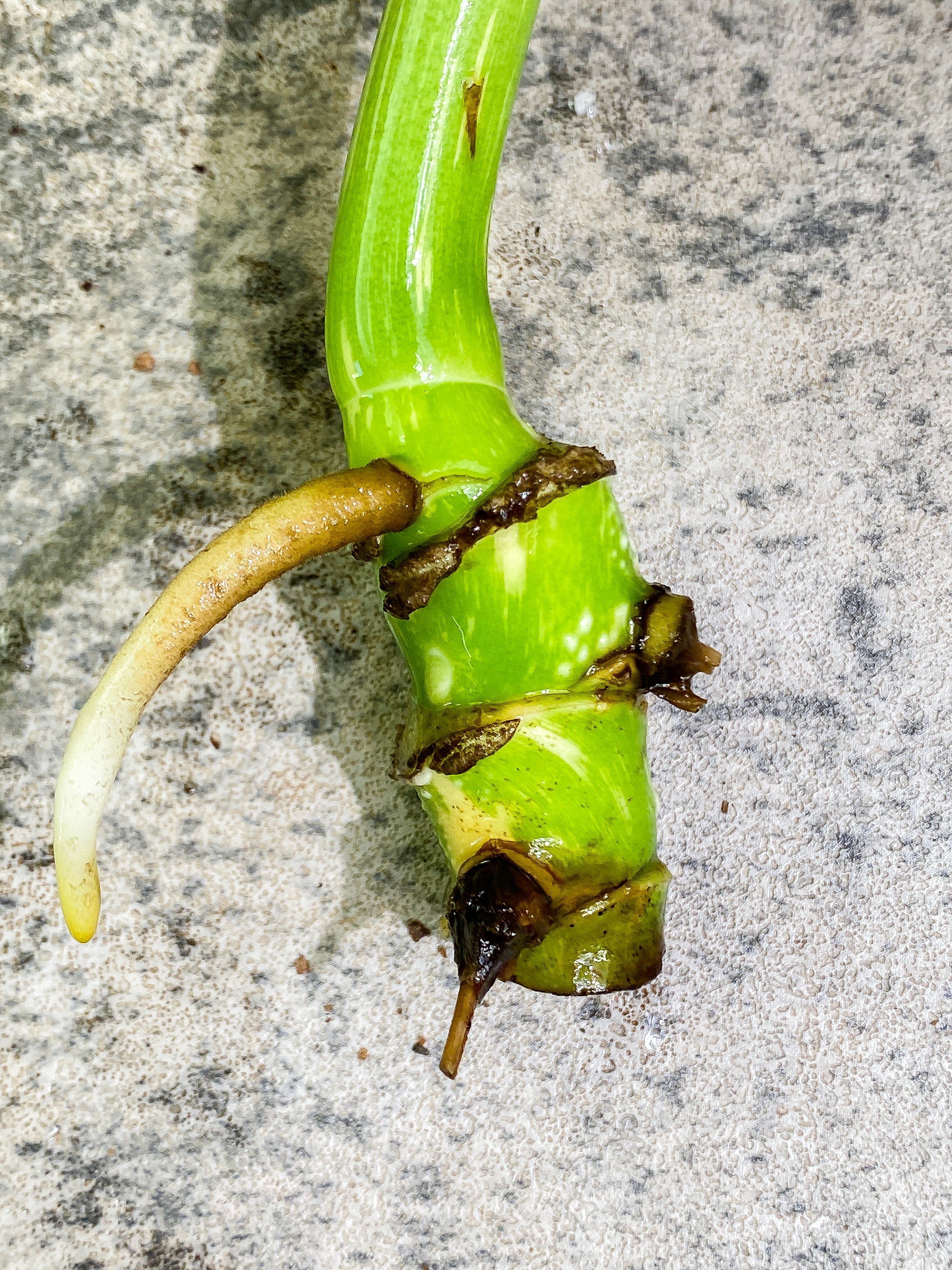 Monstera Thai Constellation 1 leaf with 3 additional nodes rooting