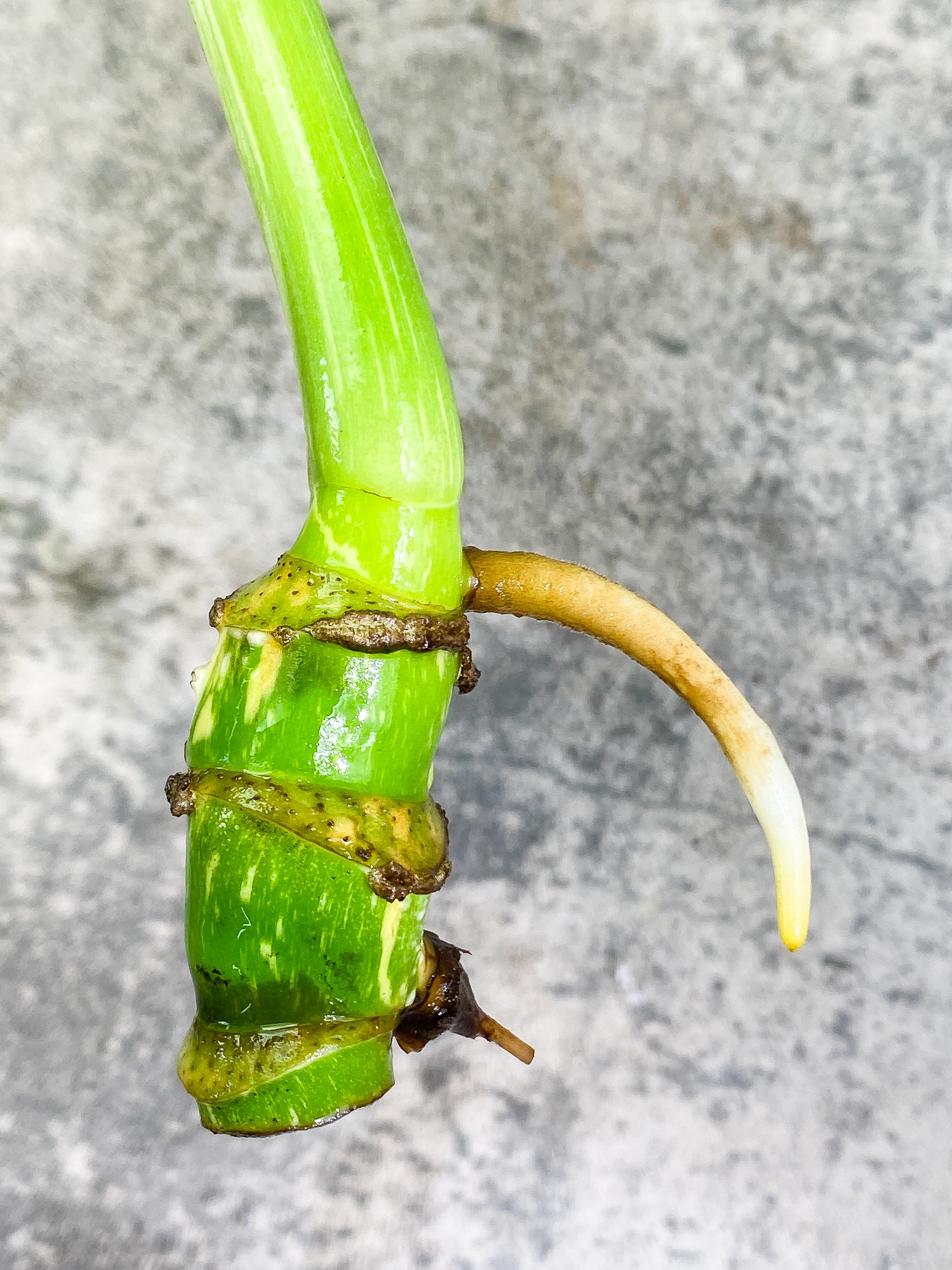 Monstera Thai Constellation 1 leaf with 3 additional nodes rooting