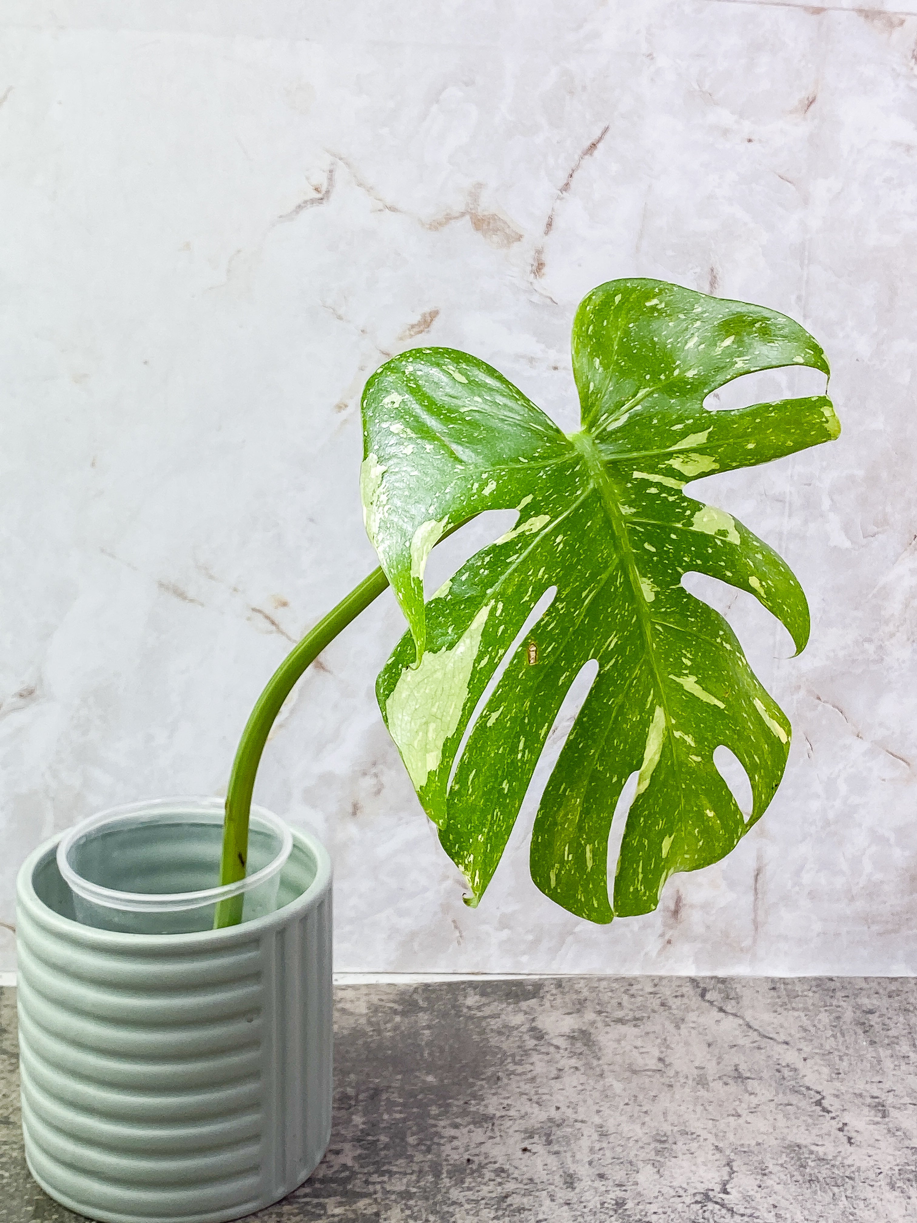 Monstera Thai Constellation 1 leaf with 3 additional nodes rooting