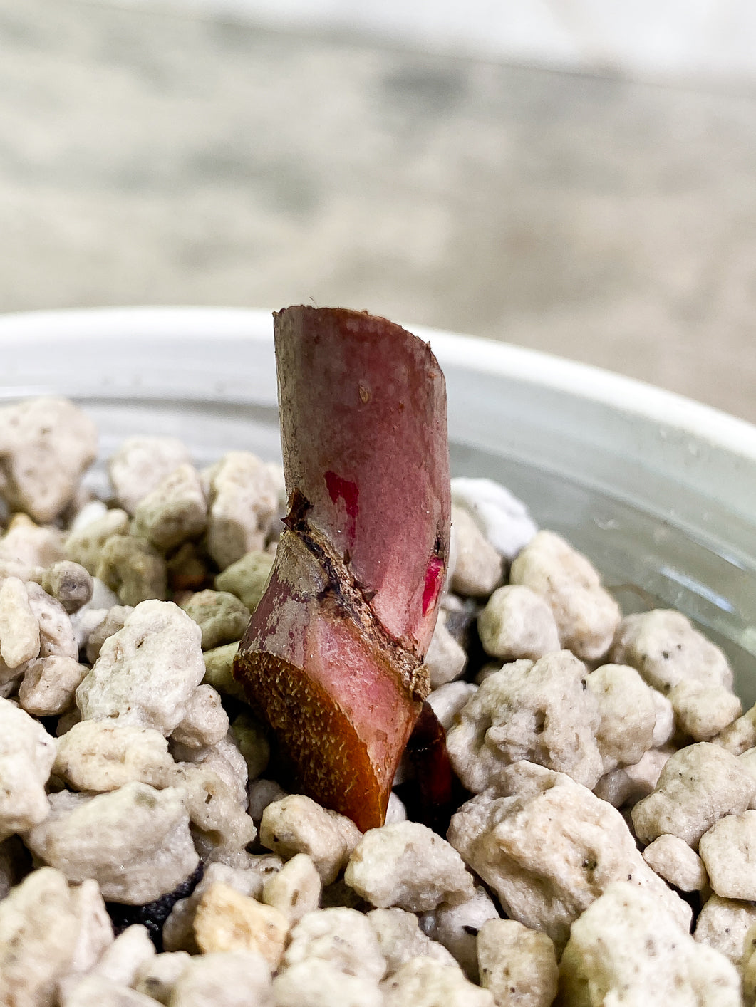 Philodendron Red Anderson Rooted node 1 growing bud