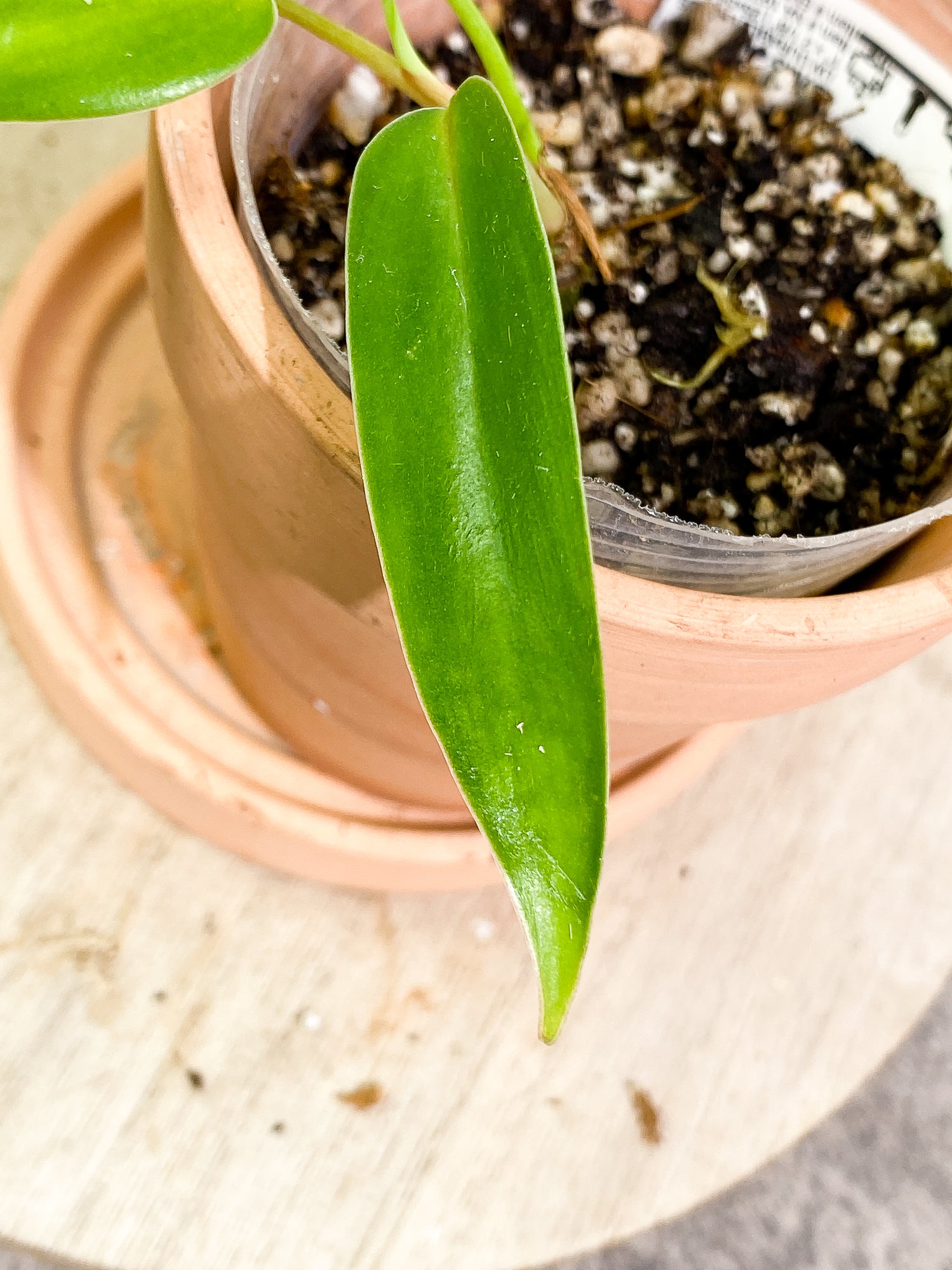 Anthurium Vitarrifolium 3 leaves 1 sprout slightly rooted