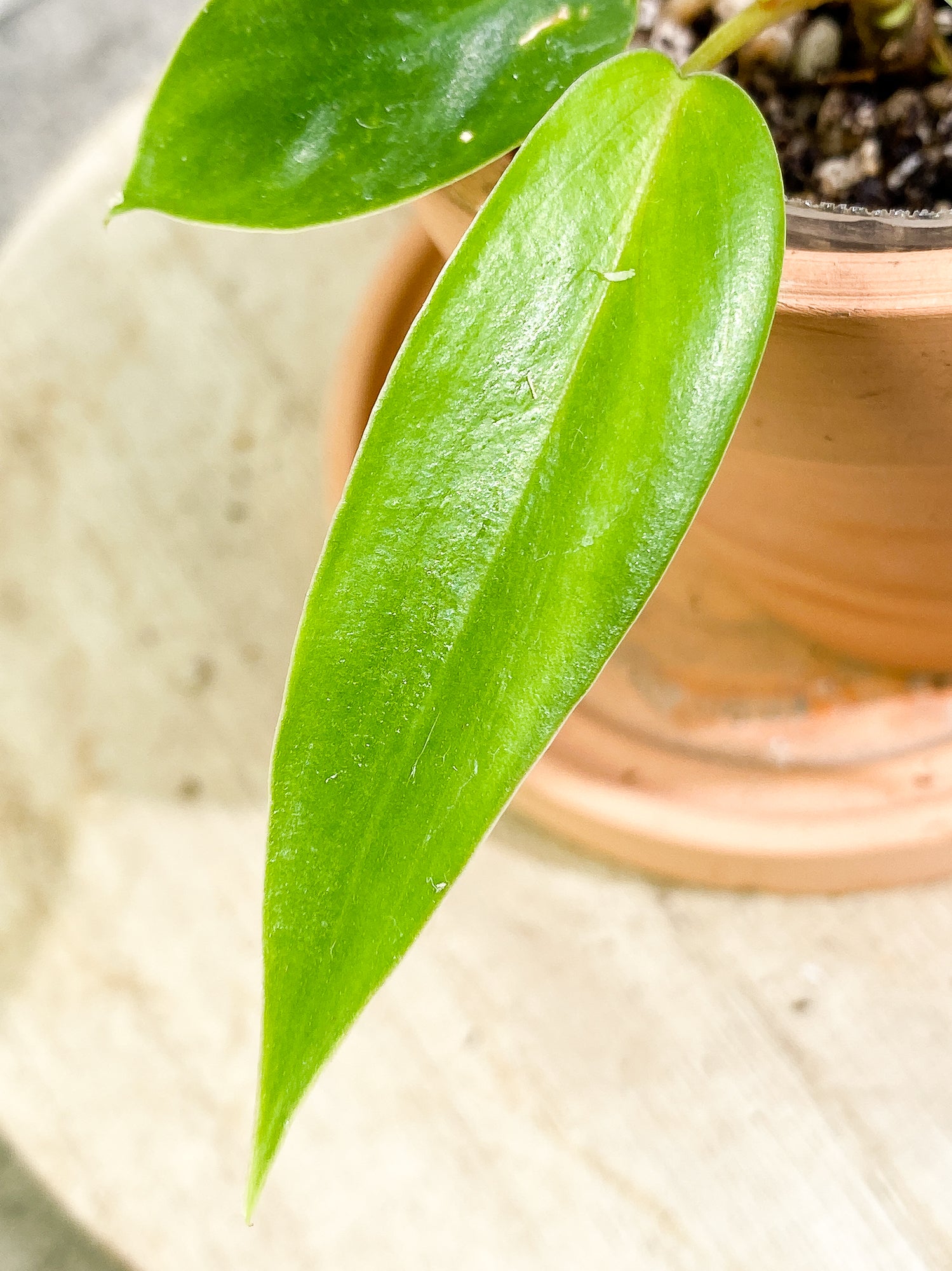 Anthurium Vitarrifolium 3 leaves 1 sprout slightly rooted