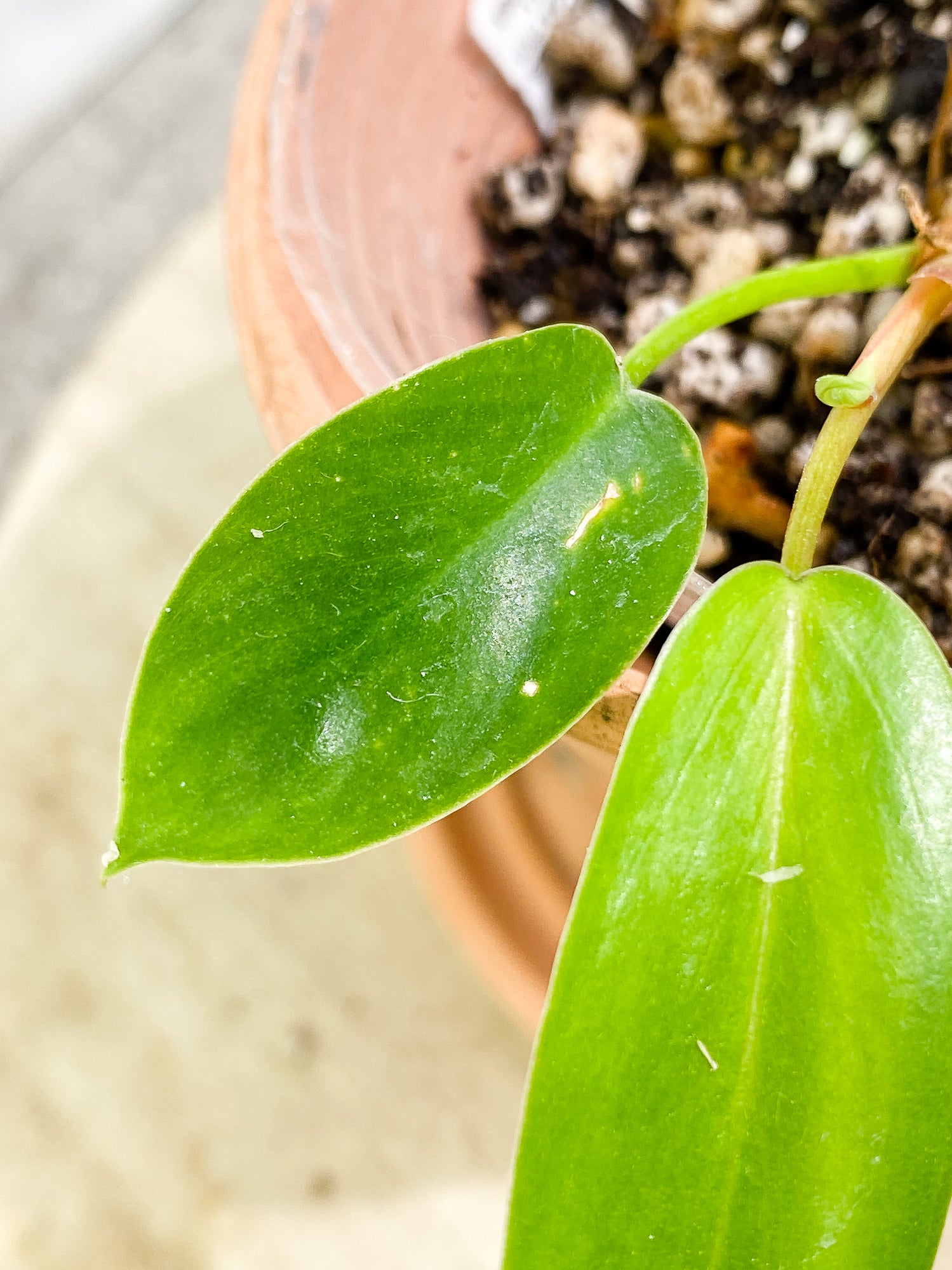 Anthurium Vitarrifolium 3 leaves 1 sprout slightly rooted