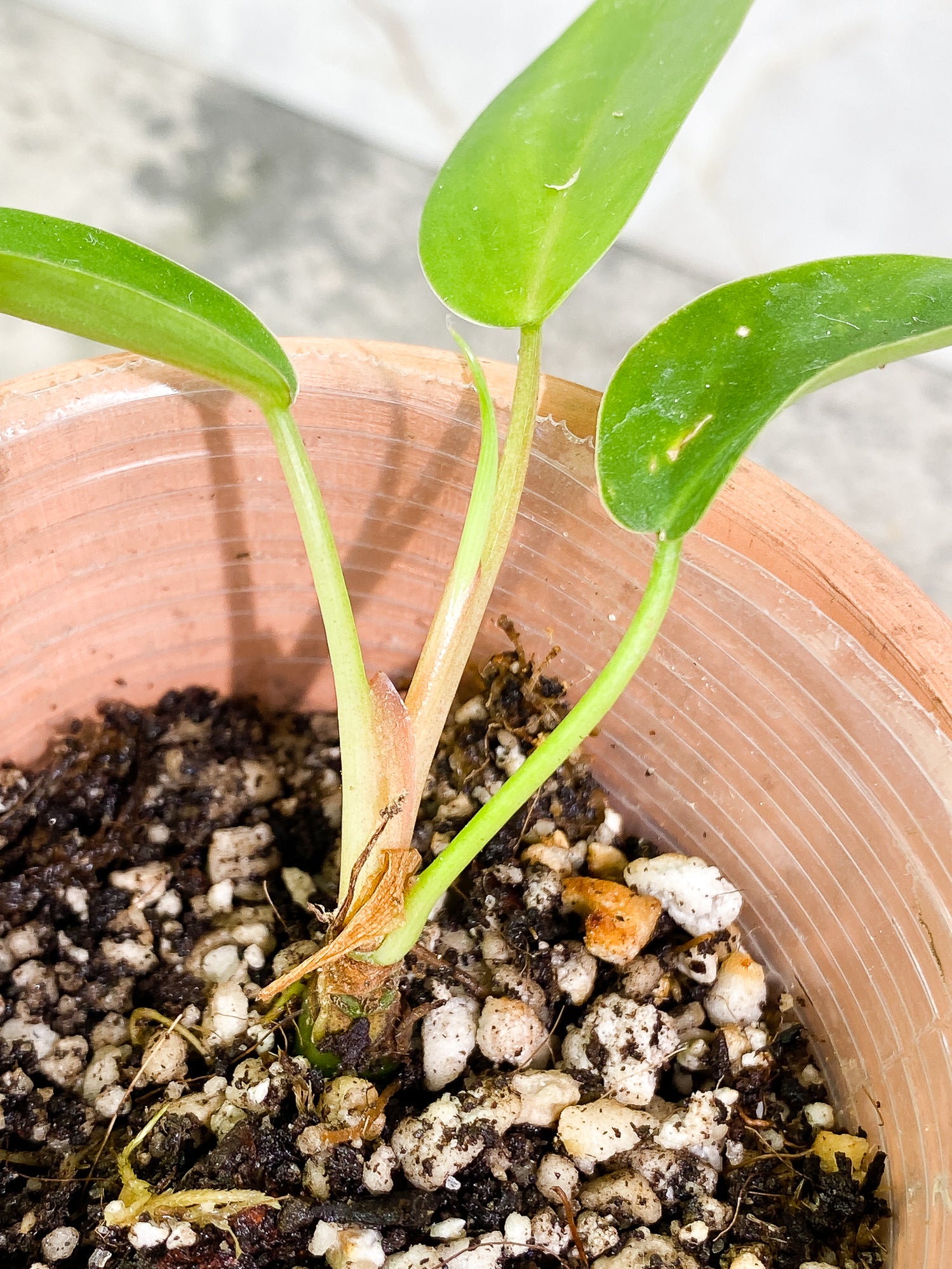 Anthurium Vitarrifolium 3 leaves 1 sprout slightly rooted