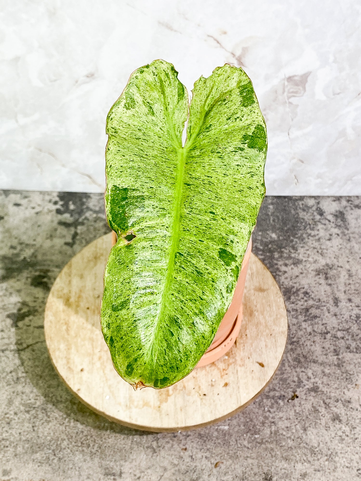 Philodendron Paraiso Verde 1 leaf rooting
