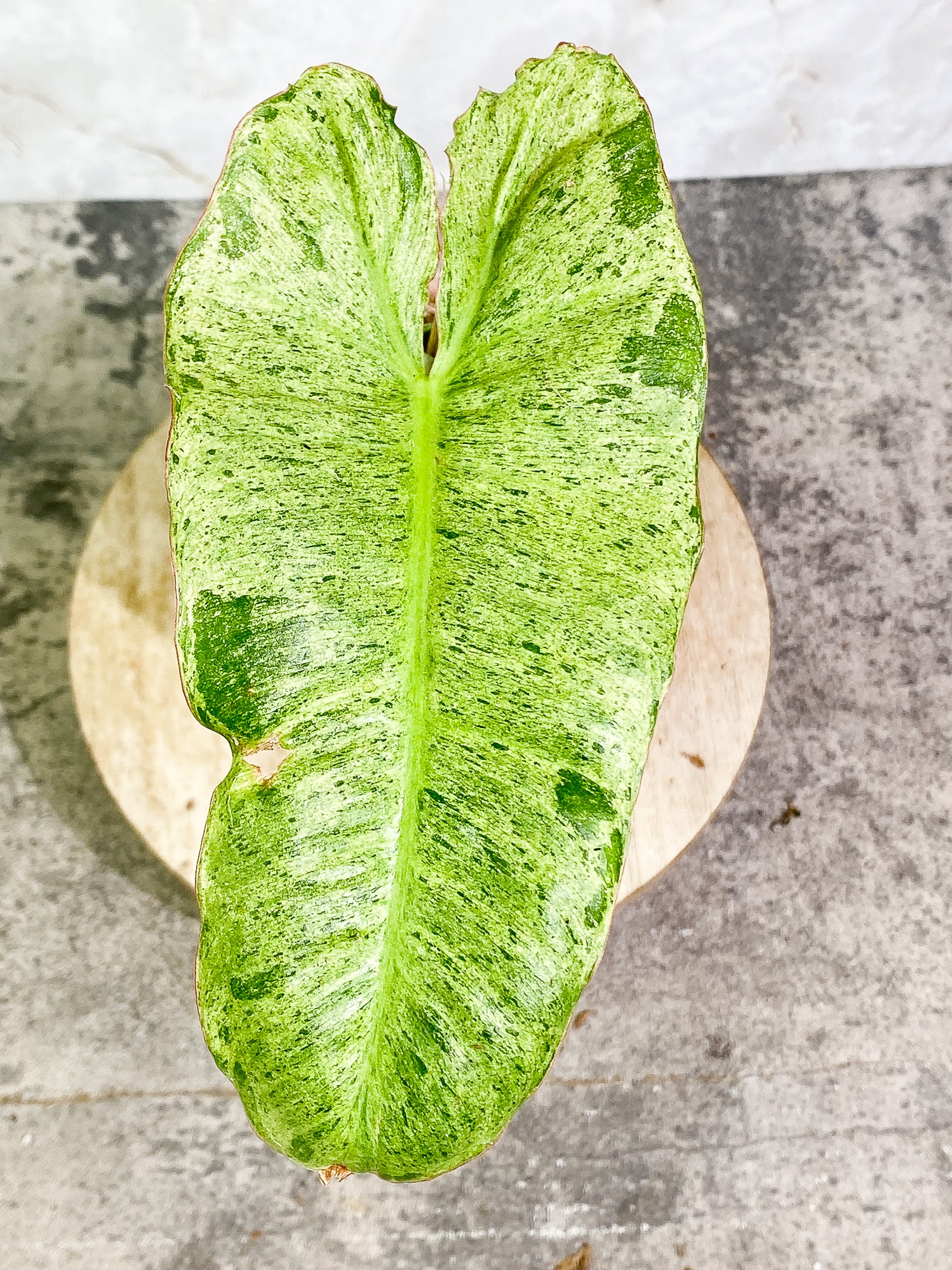 Philodendron Paraiso Verde 1 leaf rooting