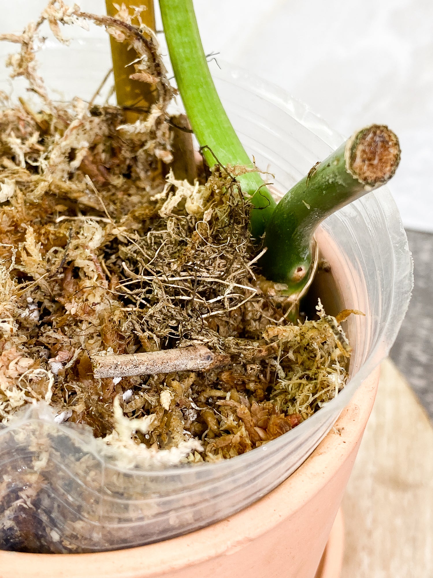 Philodendron Paraiso Verde 1 leaf rooting