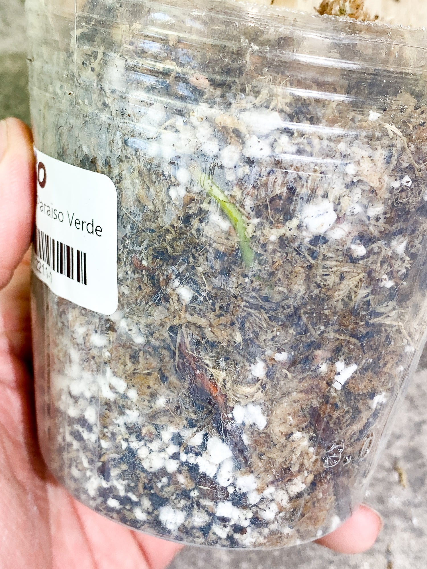 Philodendron Paraiso Verde 1 leaf rooting