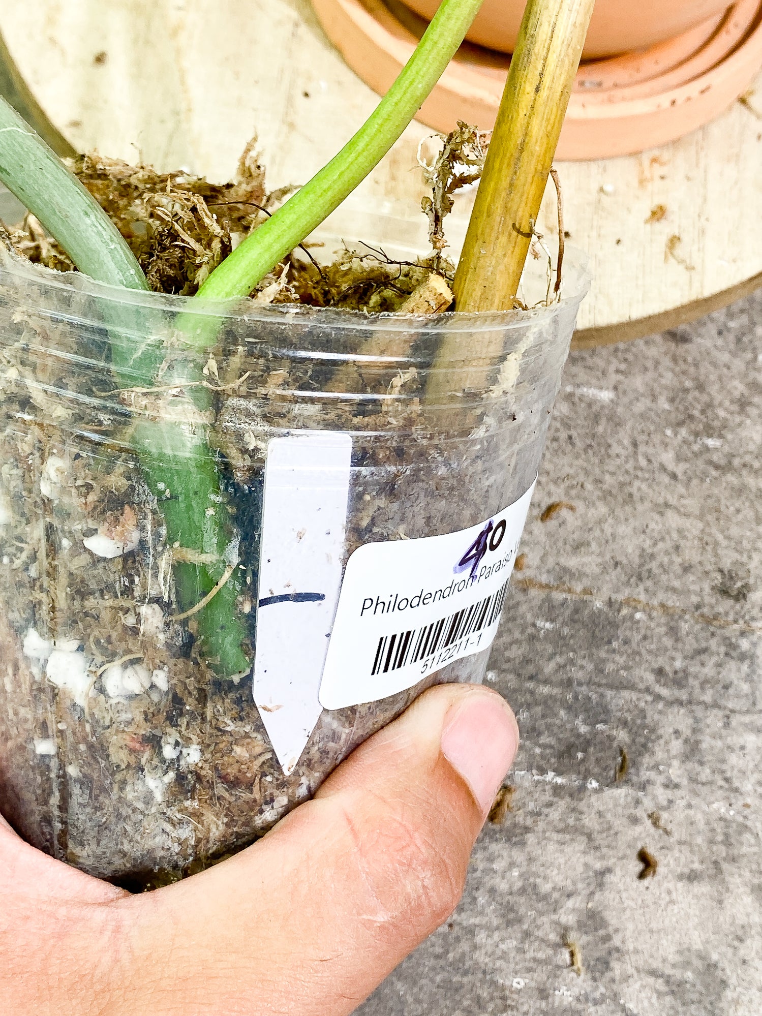 Philodendron Paraiso Verde 1 leaf rooting