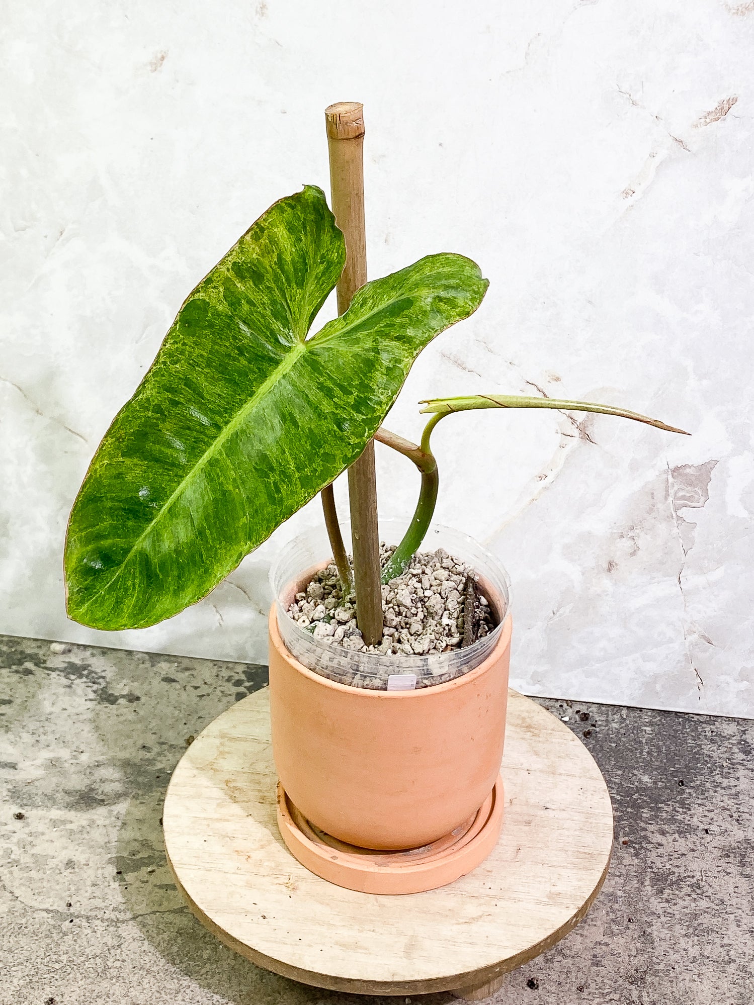 Philodendron Paraiso Verde 1 leaf 1 unfurling leaf rooting