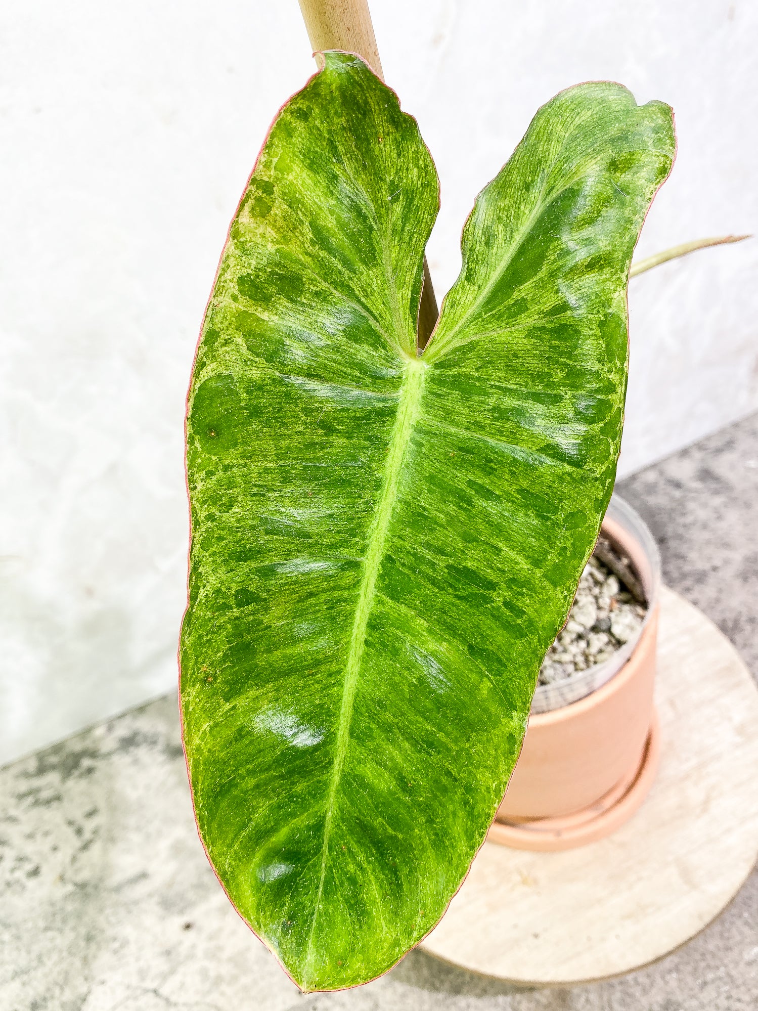 Philodendron Paraiso Verde 1 leaf 1 unfurling leaf rooting