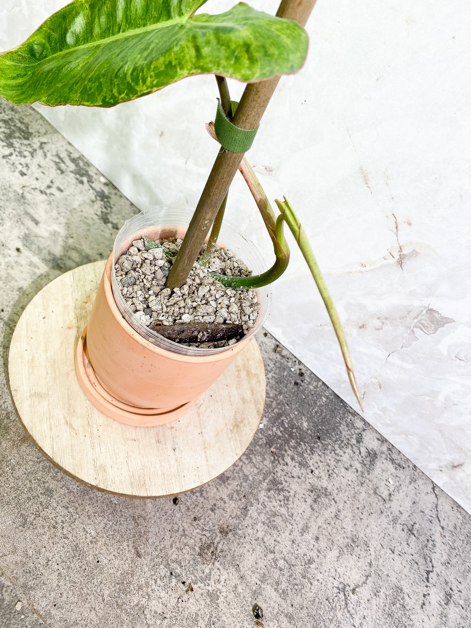 Philodendron Paraiso Verde 1 leaf 1 unfurling leaf rooting