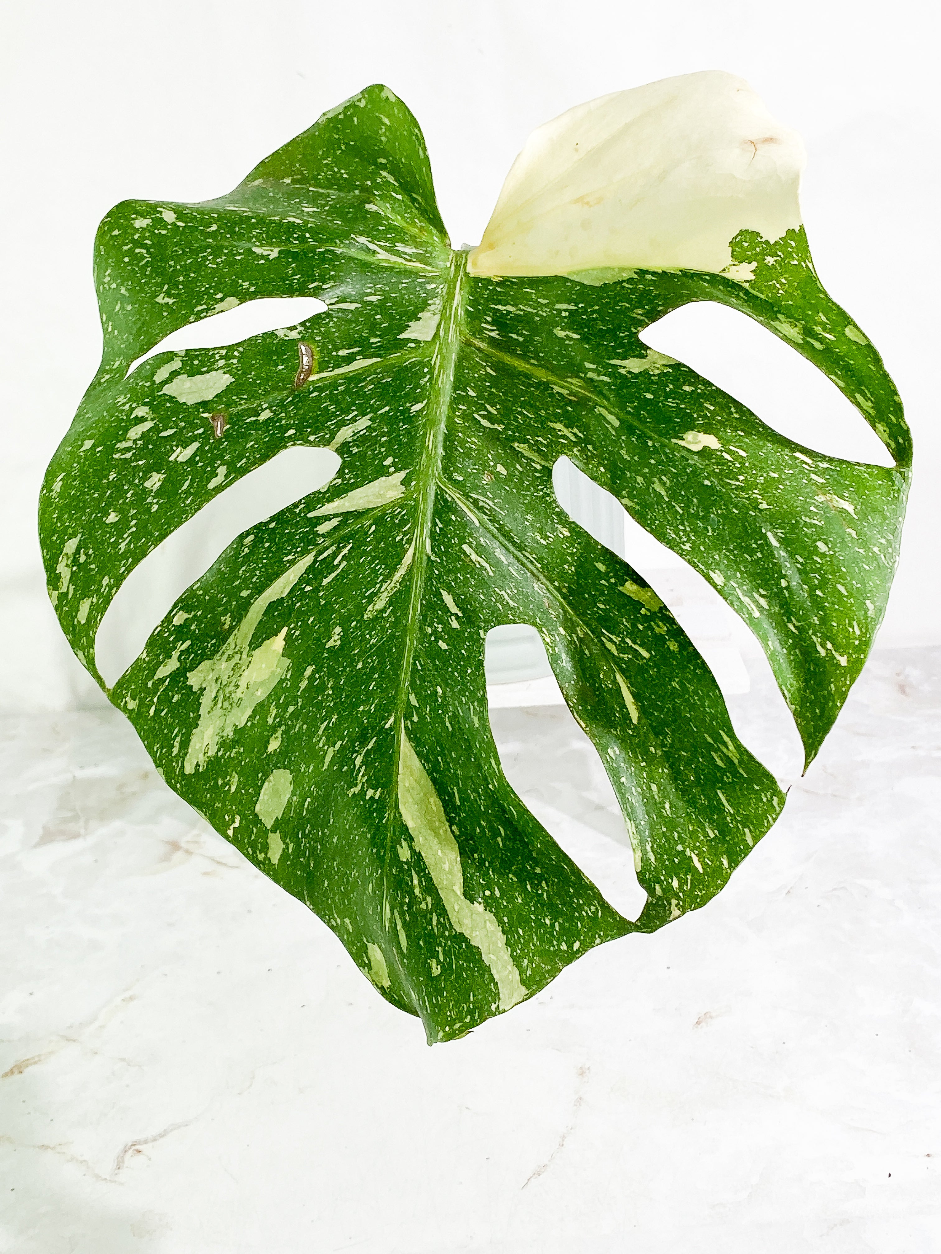 Monstera Thai Constellation Slightly Rooted in soil 1 Highly Variegated leaf 1 sprout Top Cutting