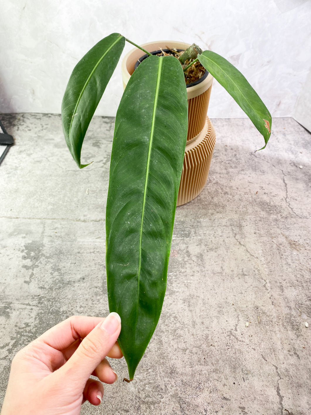 Philodendron Patriciae 3 leaves rooted